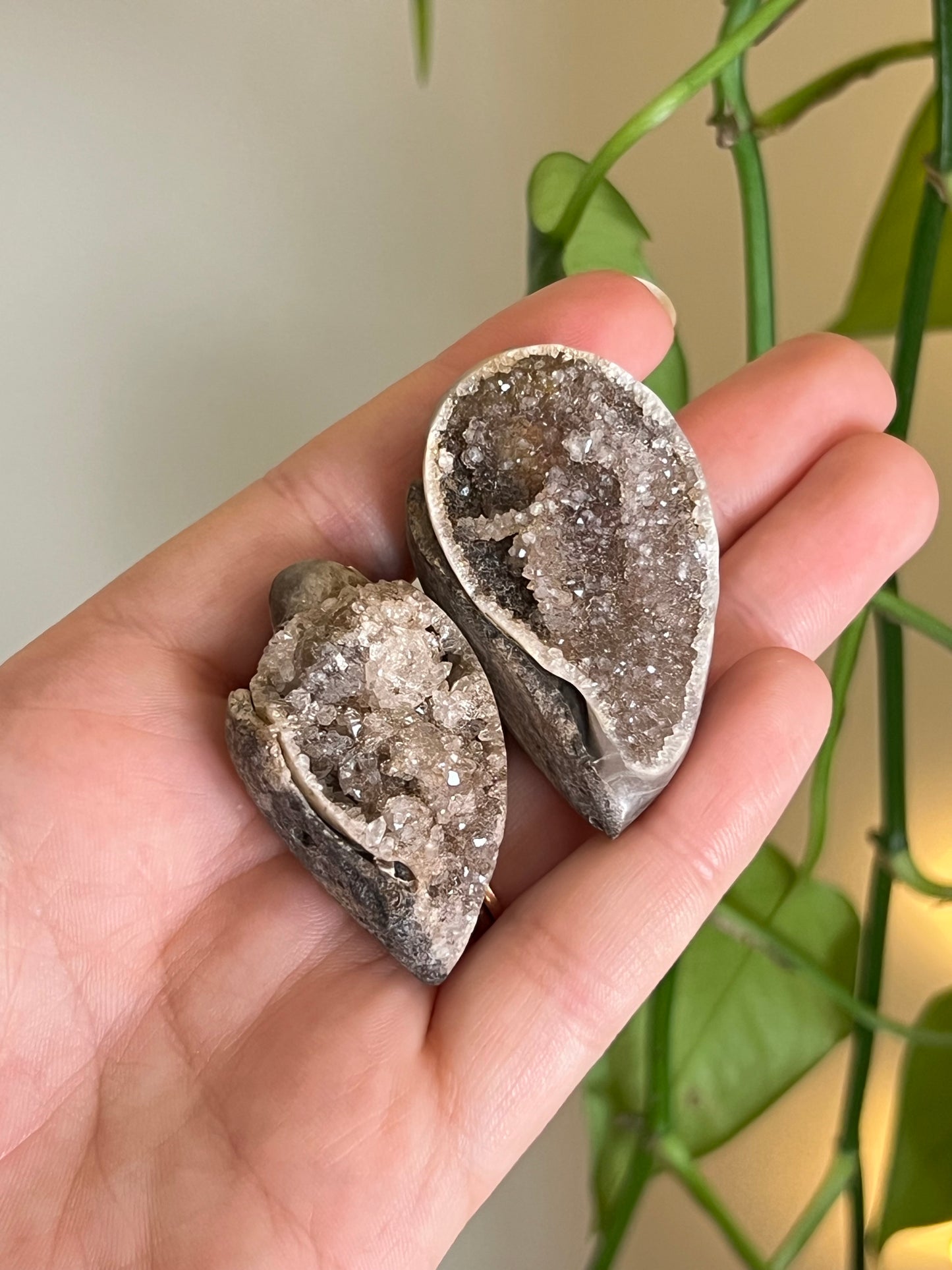 Fossilized Spiralite Quartz Shell - Medium
