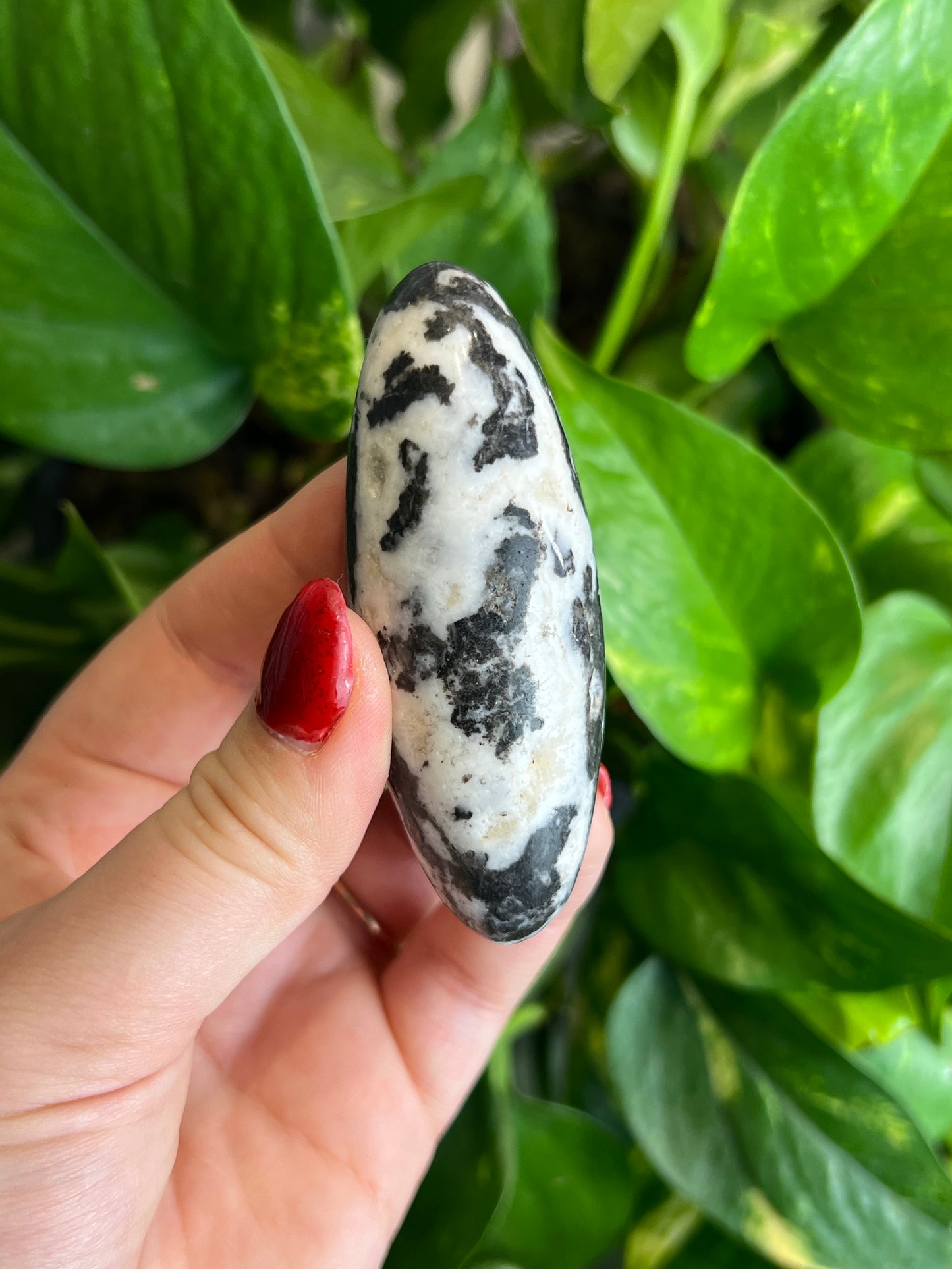 Zebra Jasper Jelly Bean - Large