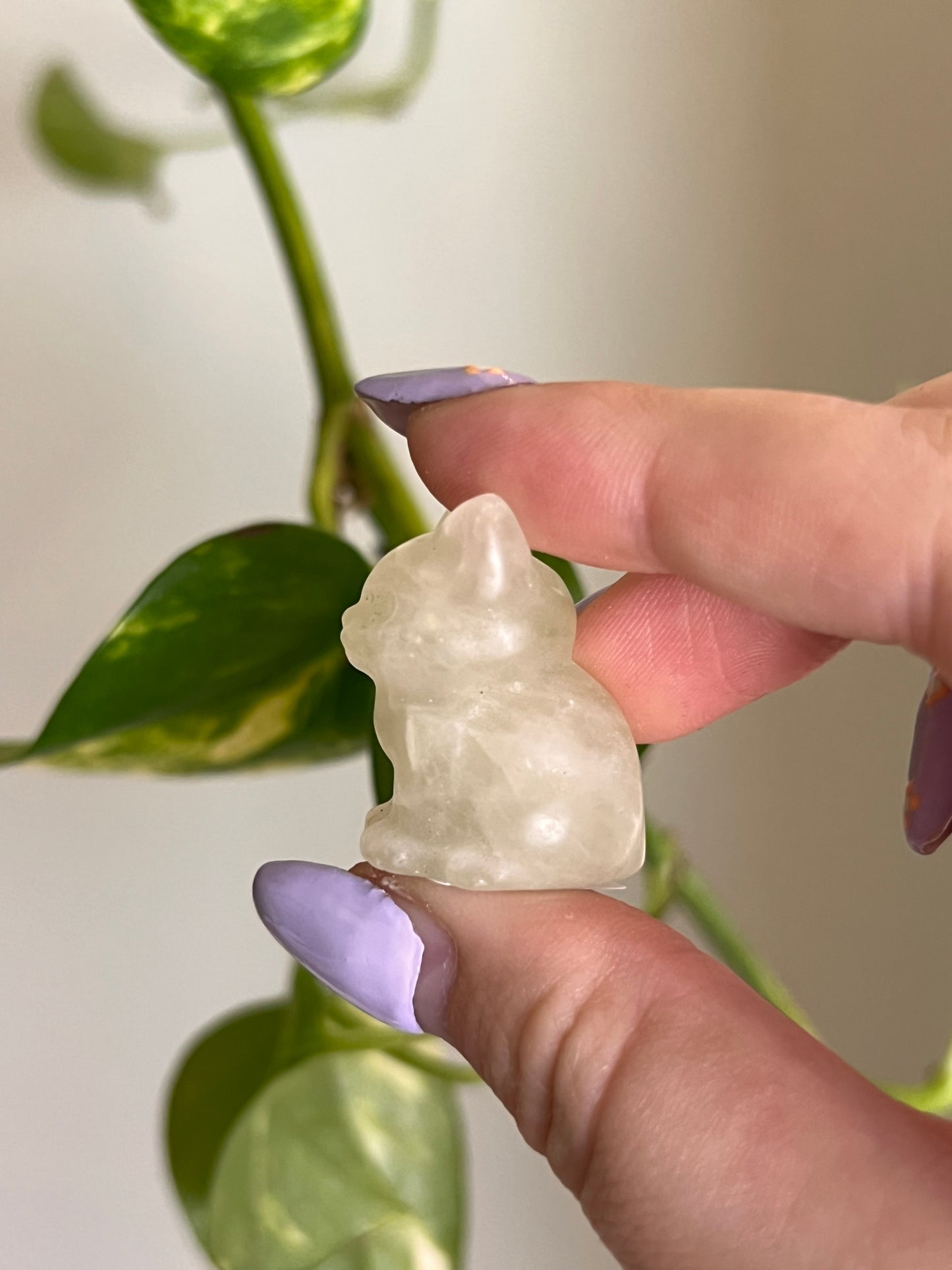 Lemon Quartz Cat