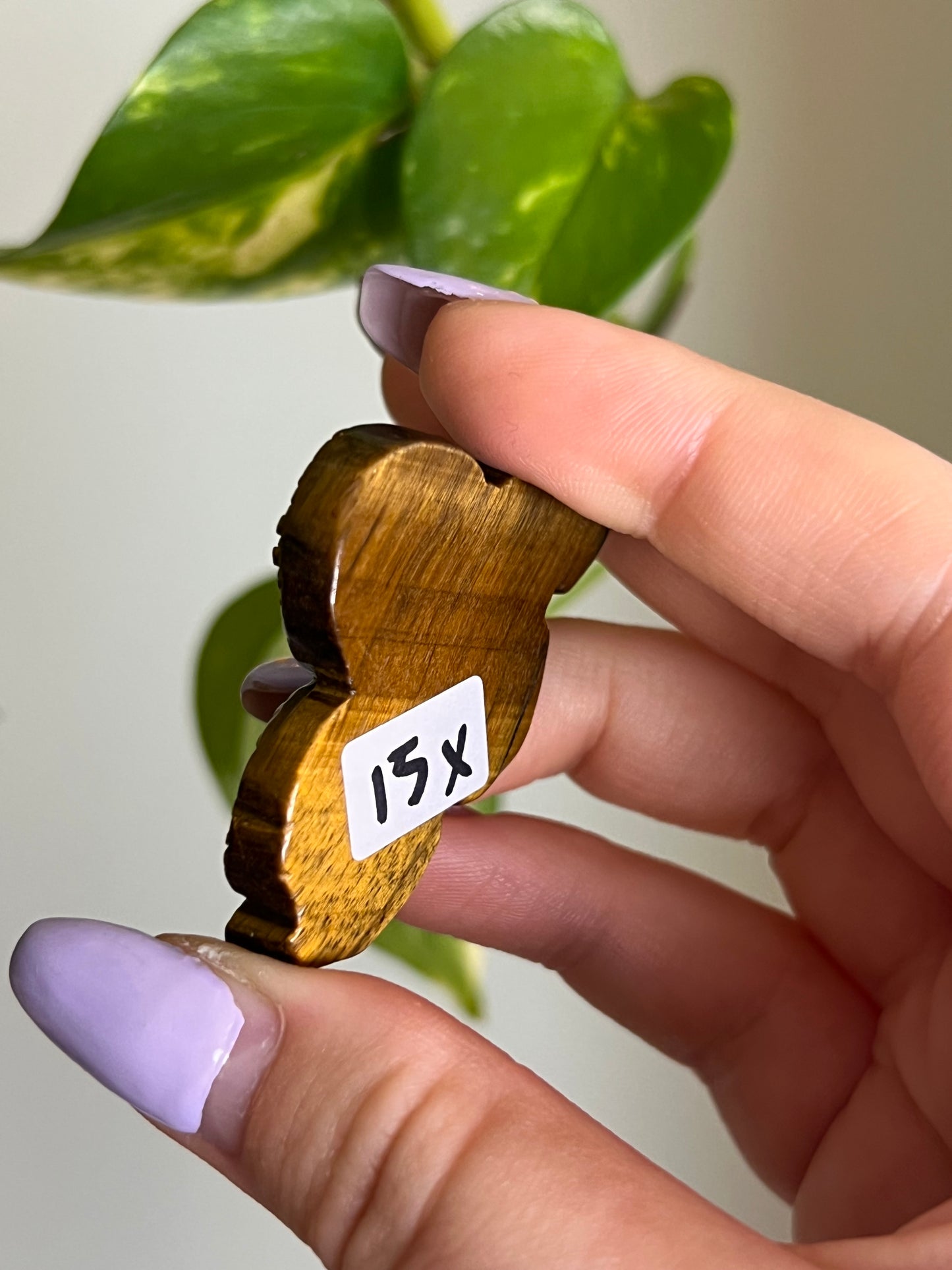 Tigers Eye Snake