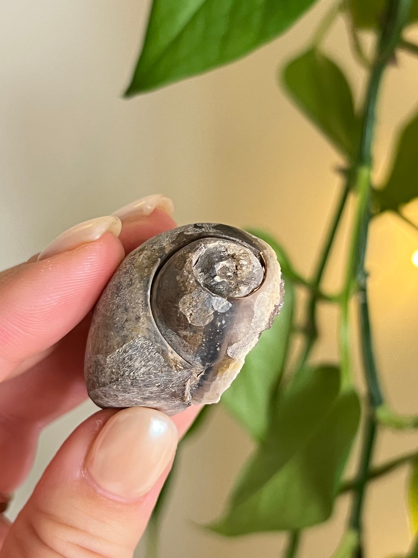 Fossilized Spiralite Quartz Shell - Large