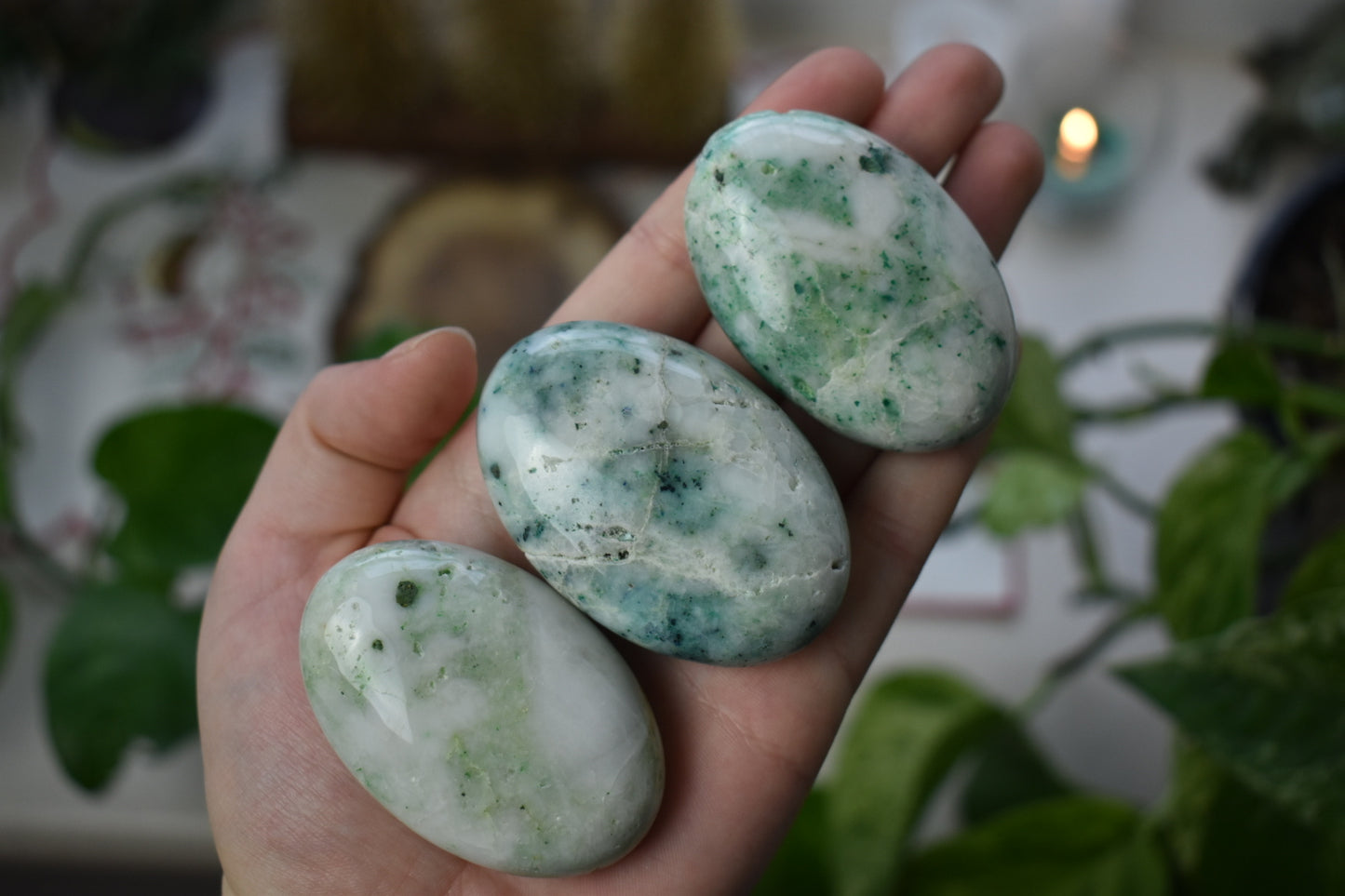 Phoenix Stone Palm