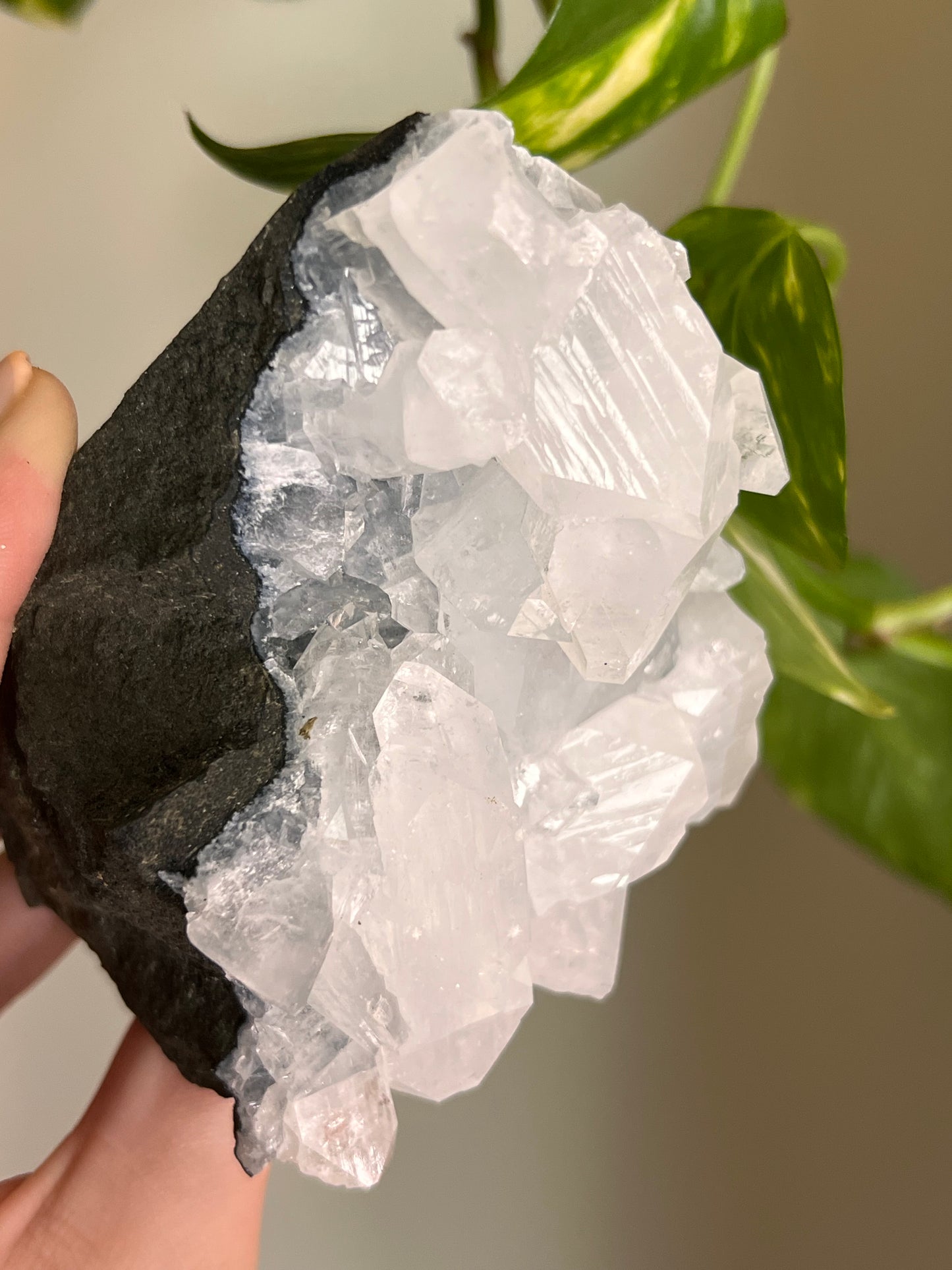 Apophyllite Cluster - H