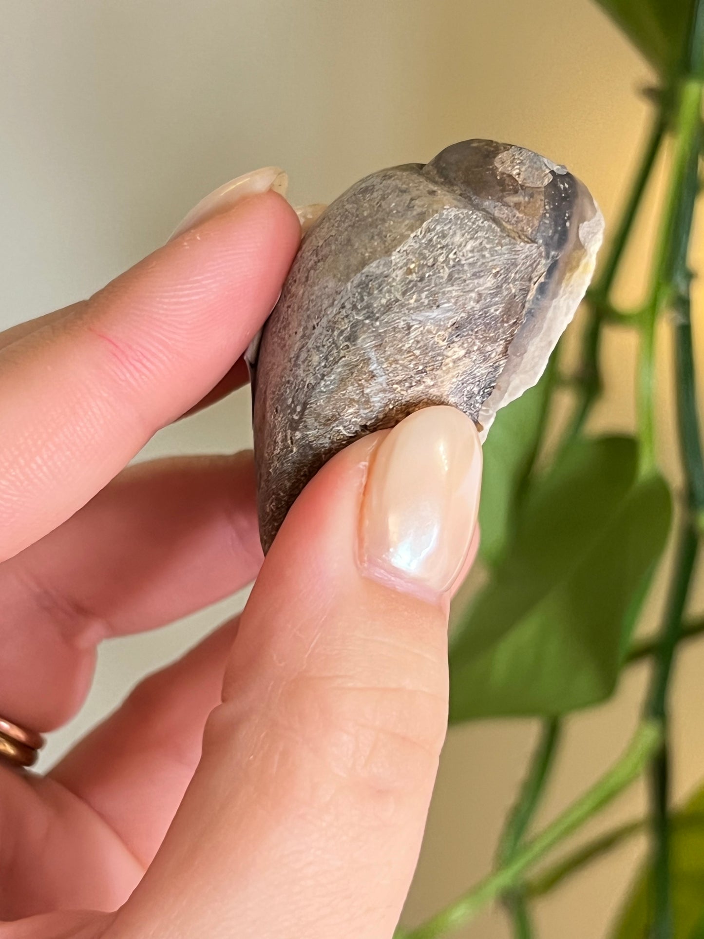 Fossilized Spiralite Quartz Shell - Large