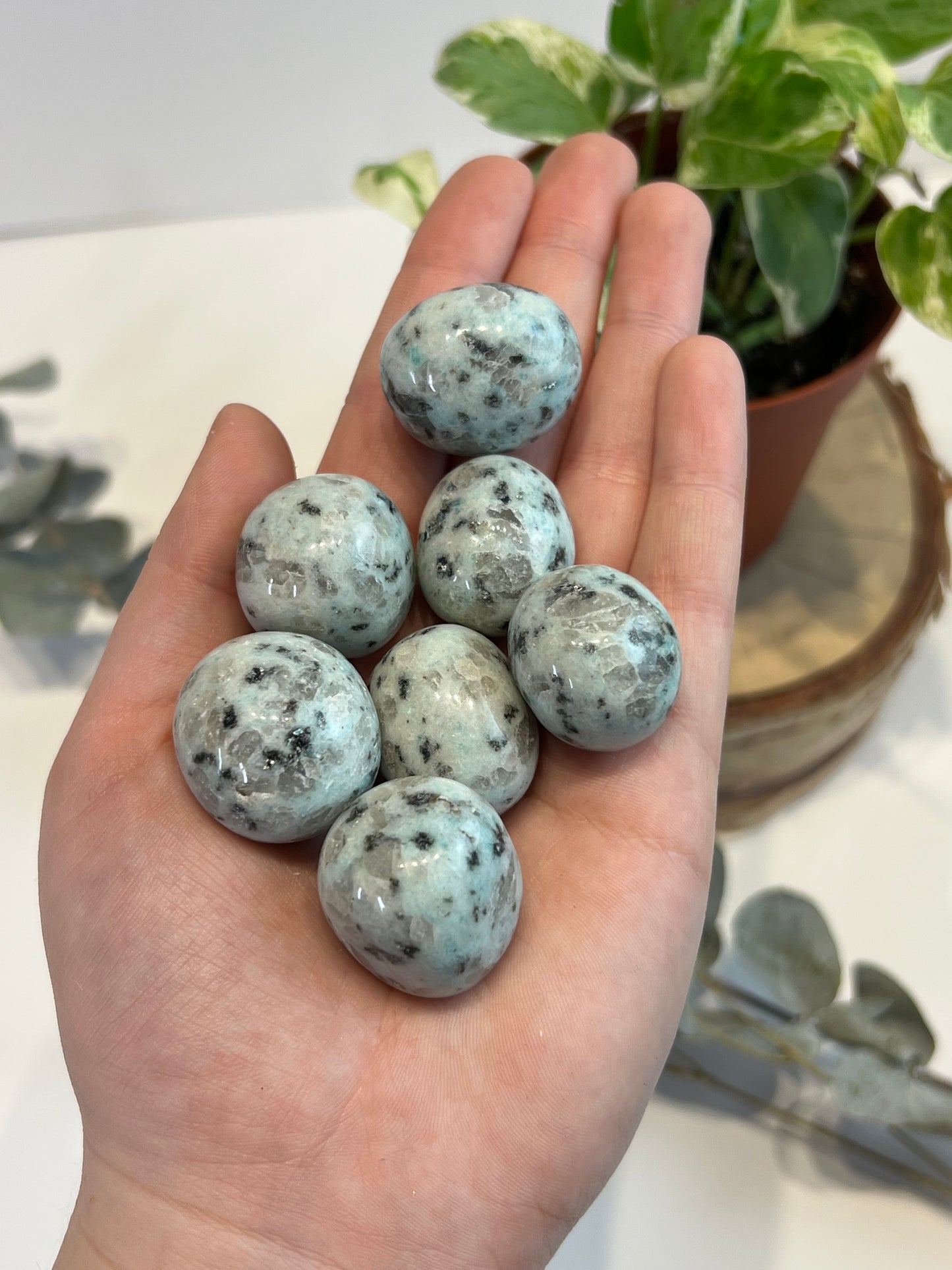 Kiwi Jasper (taille moyenne/grande)