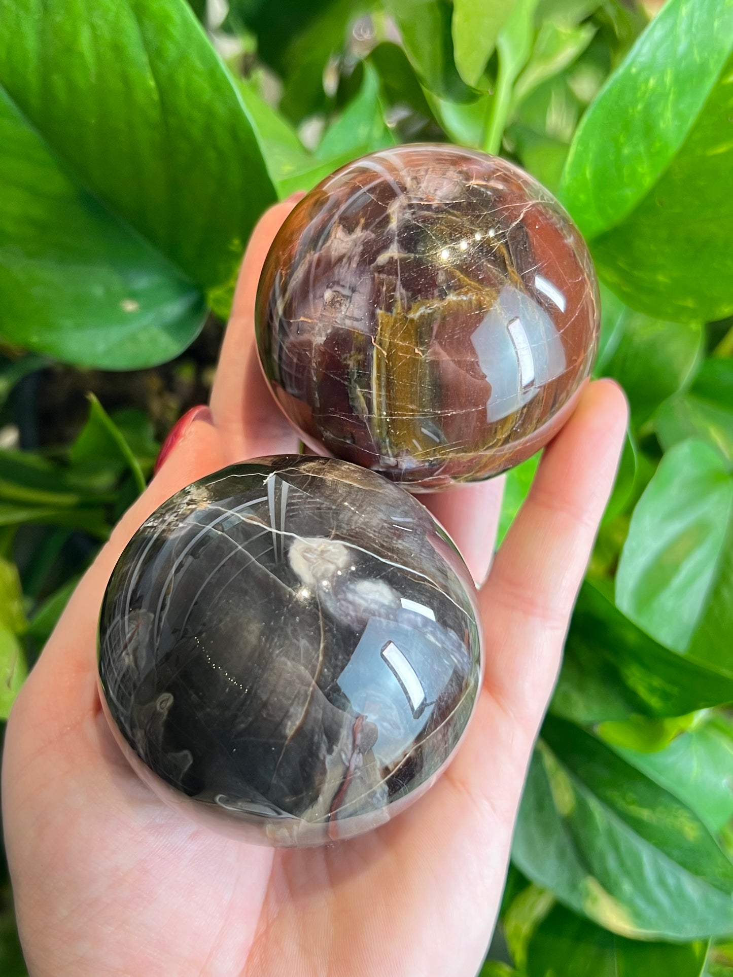Petrified Wood Sphere - S