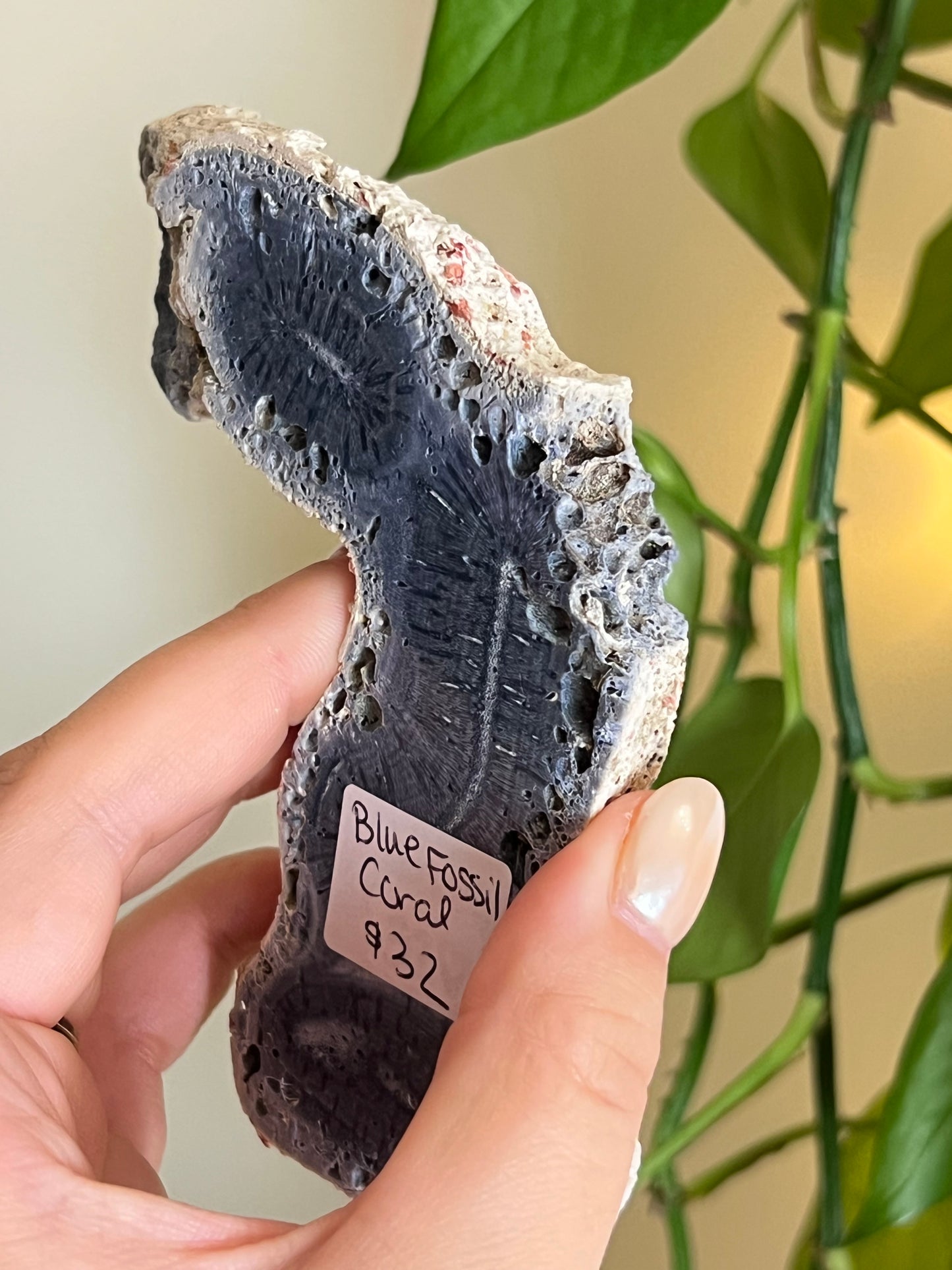 Blue Ridge Coral
