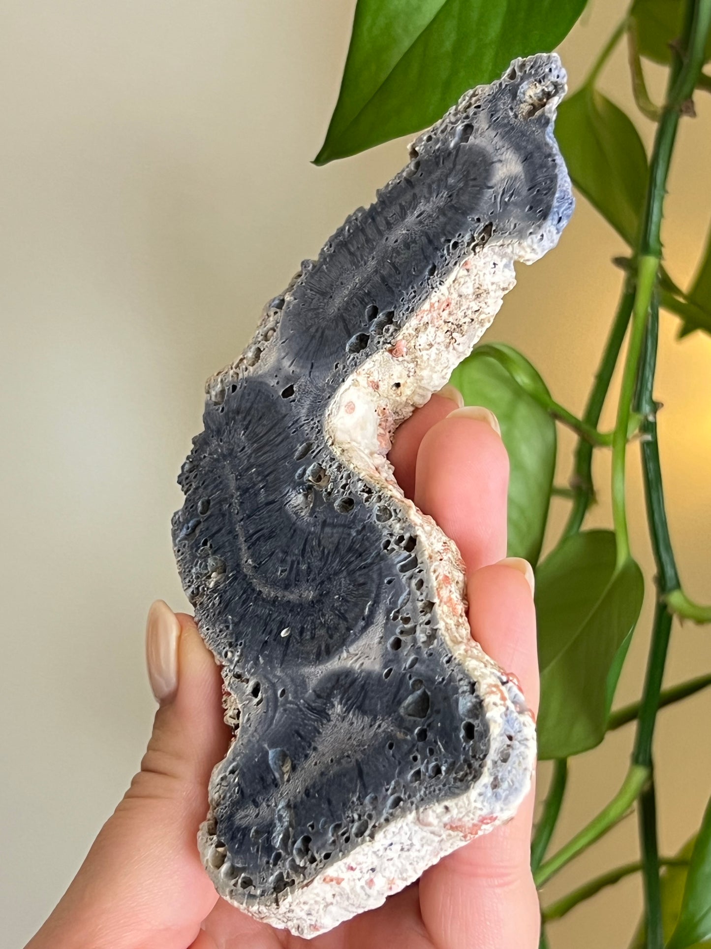 Blue Ridge Coral
