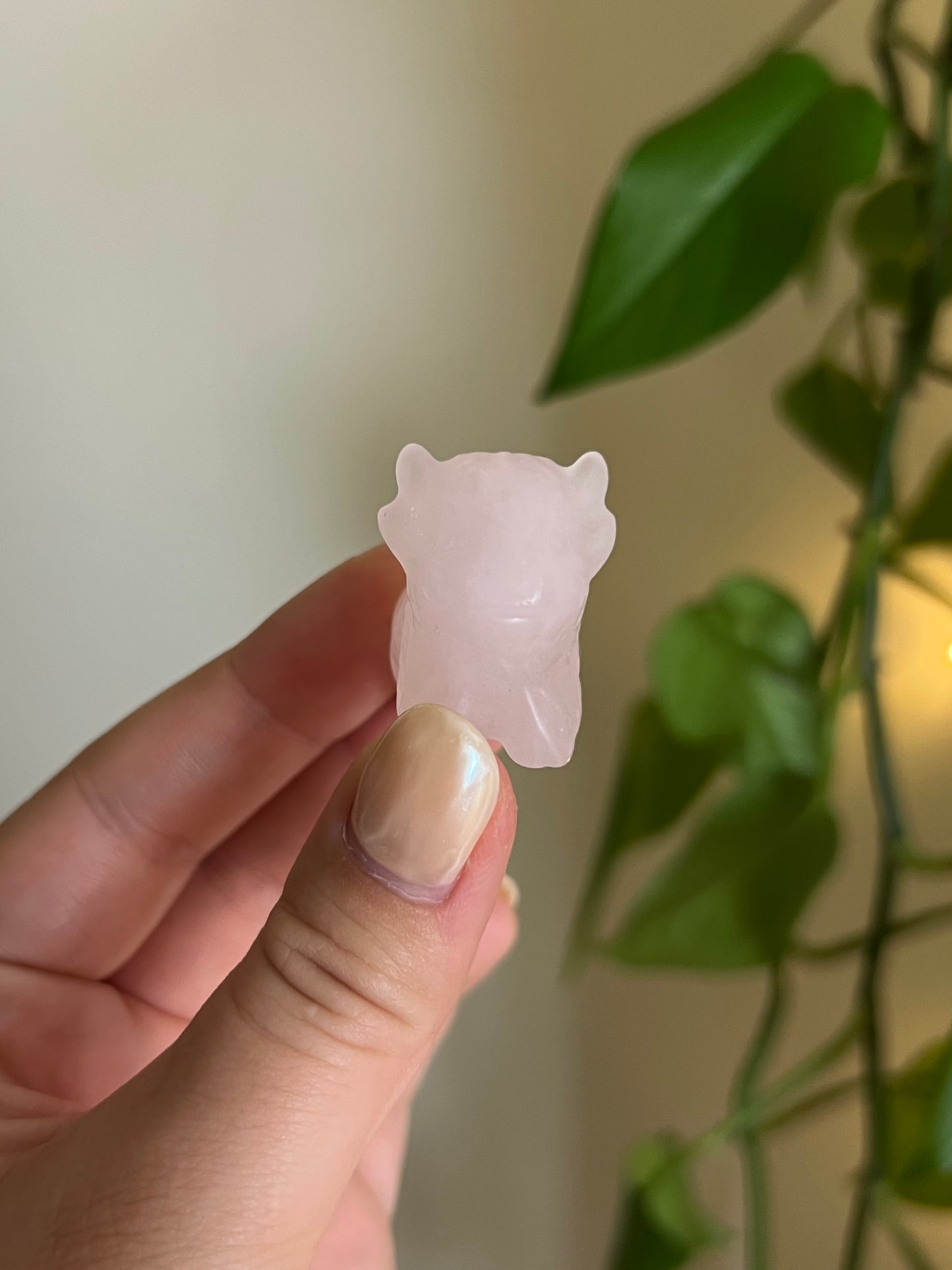 Rose Quartz Highland Cow