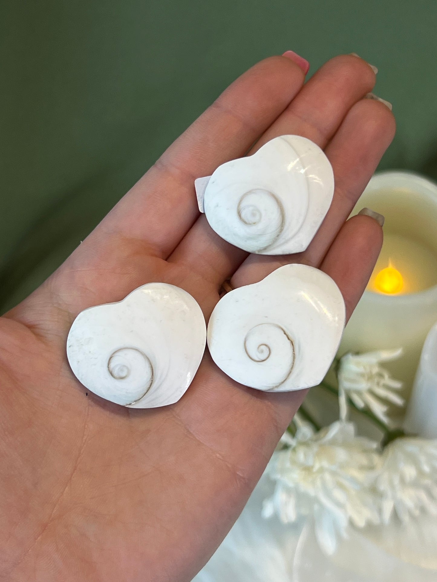 Pacific Cat's Eye Shell Heart