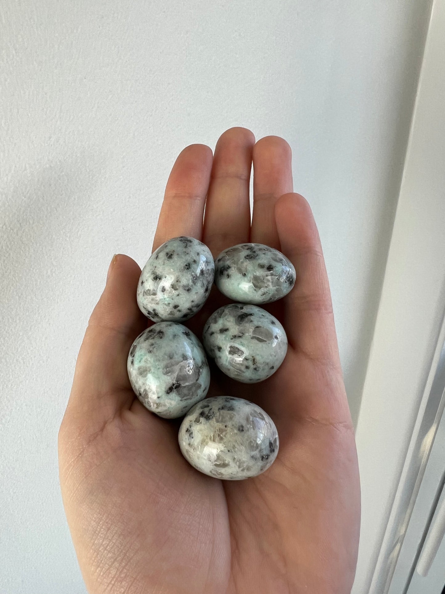 Kiwi Jasper (Medium/Large Sized)