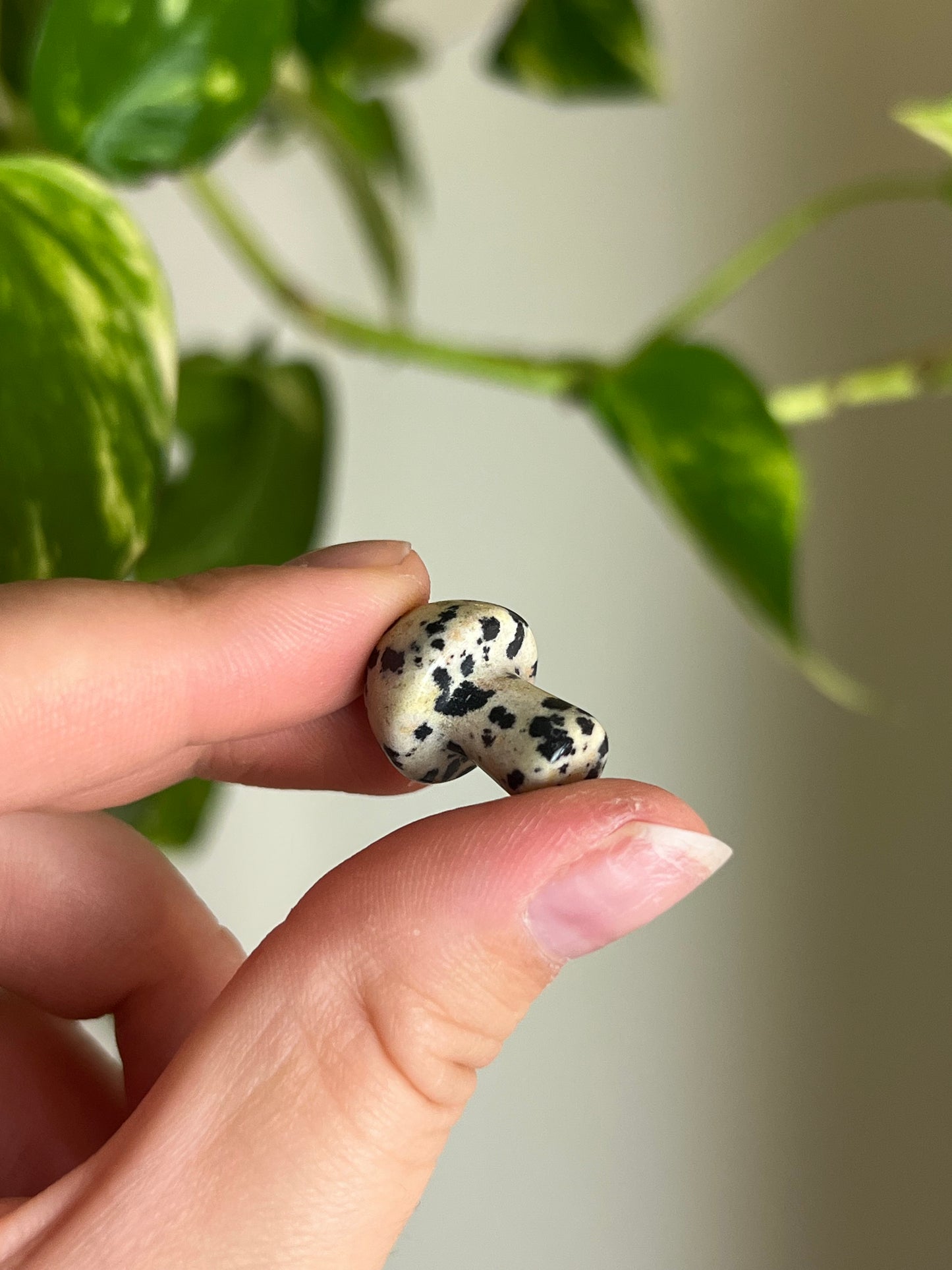 Dalmatian Jasper Mini Mushie