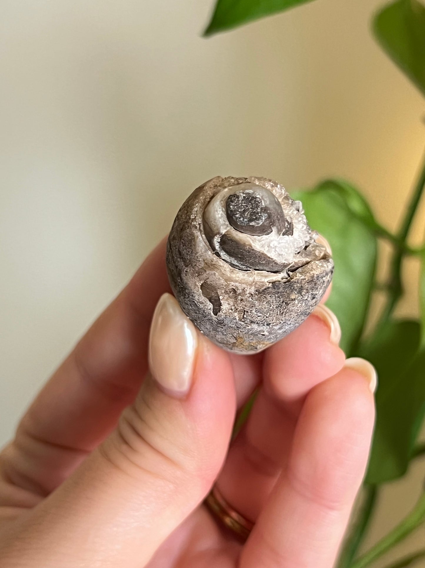 Fossilized Spiralite Quartz Shell - Medium