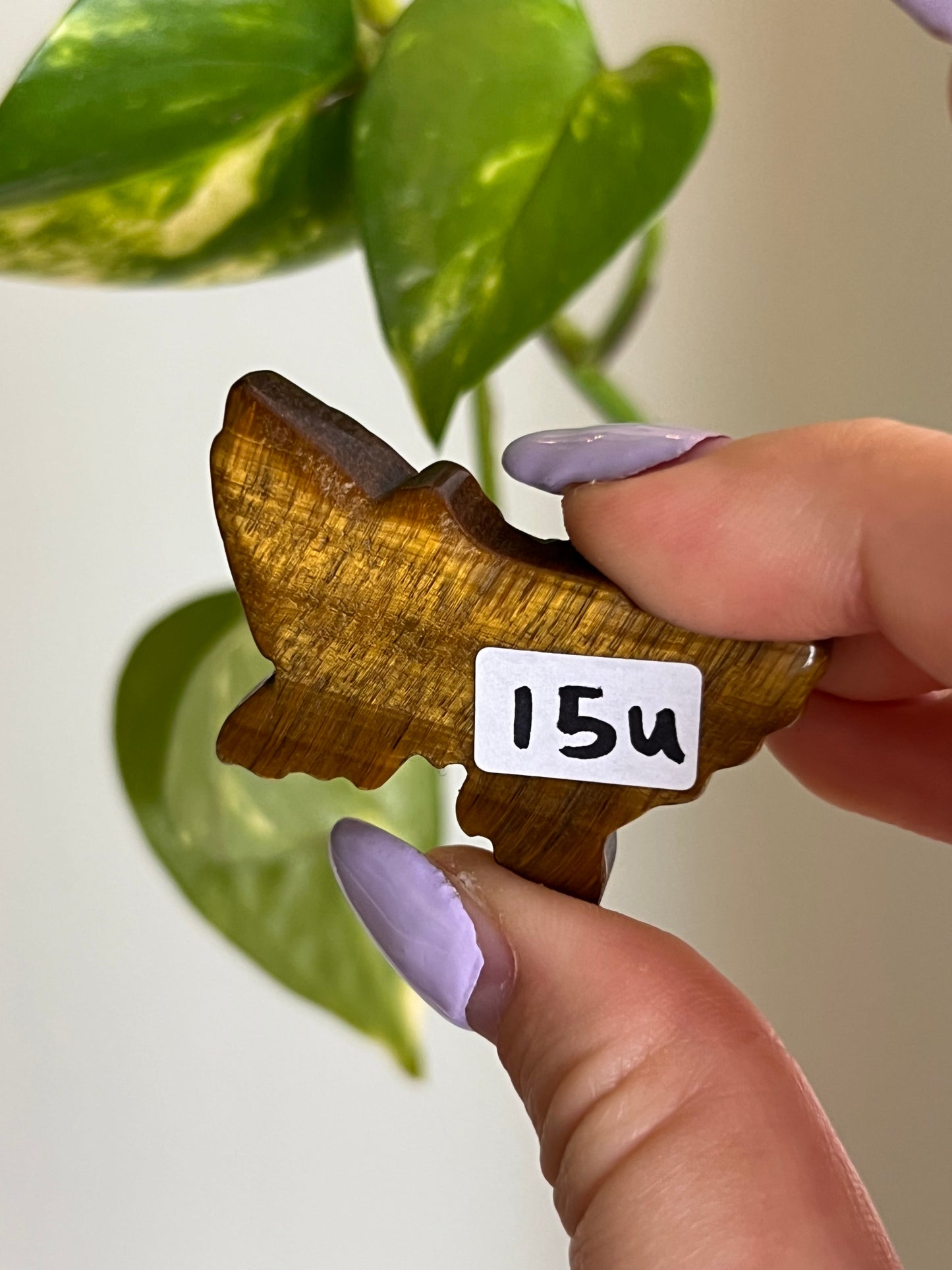 Tigers Eye Butterfly