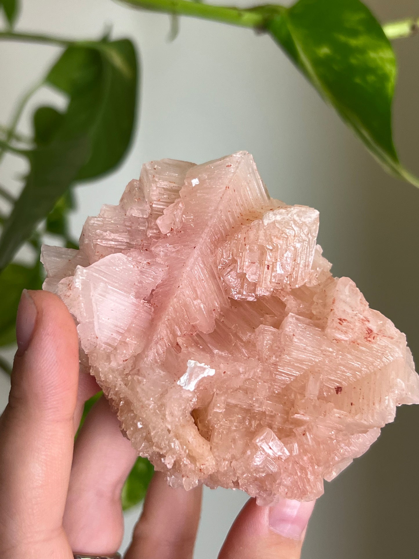 Pink Halite "Flower" Cluster 🌸