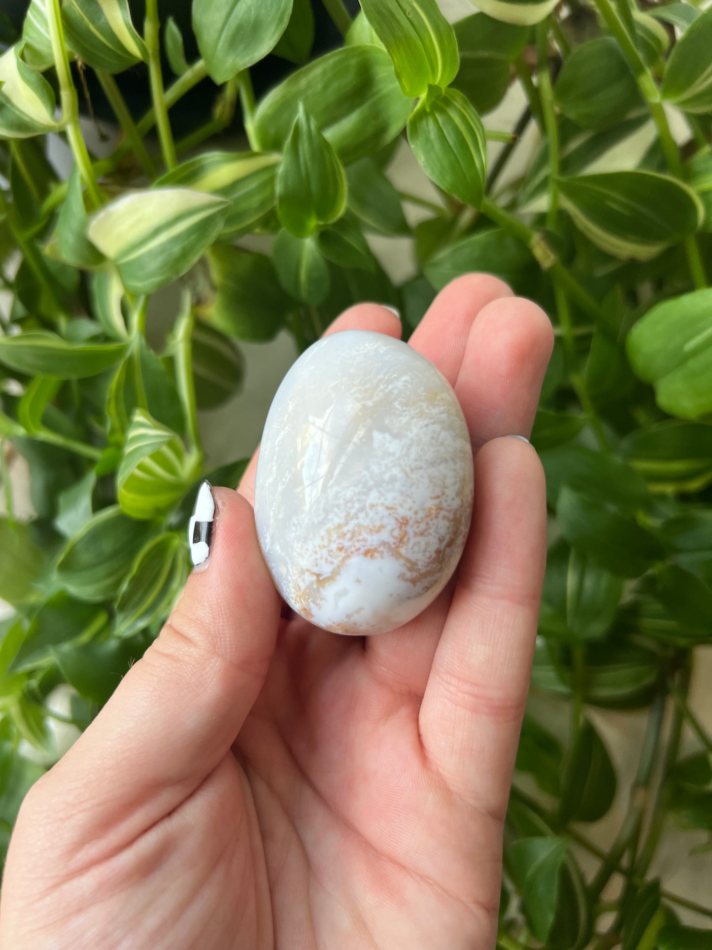 White Ocean Jasper Palm