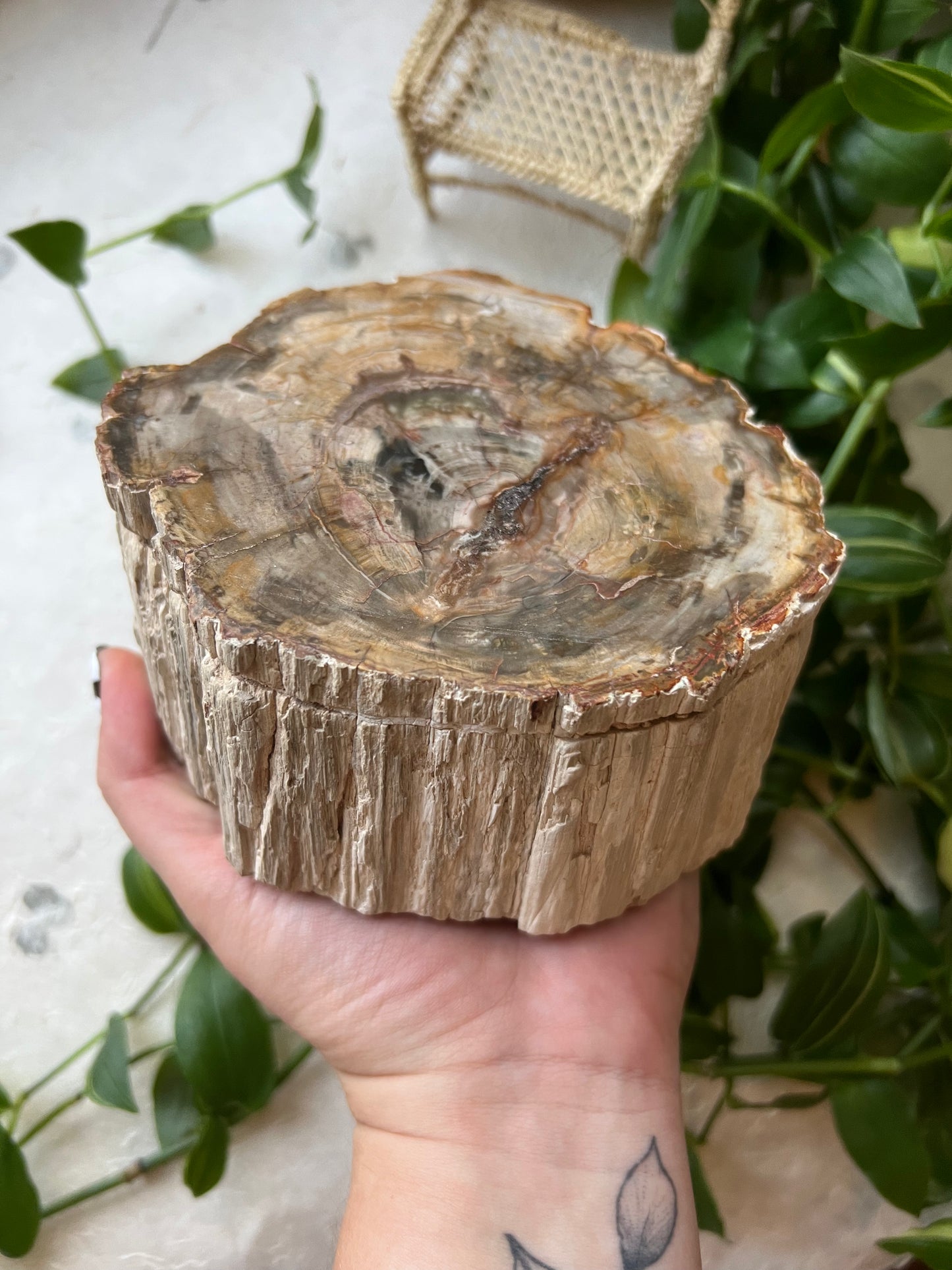 Petrified Wood XLarge