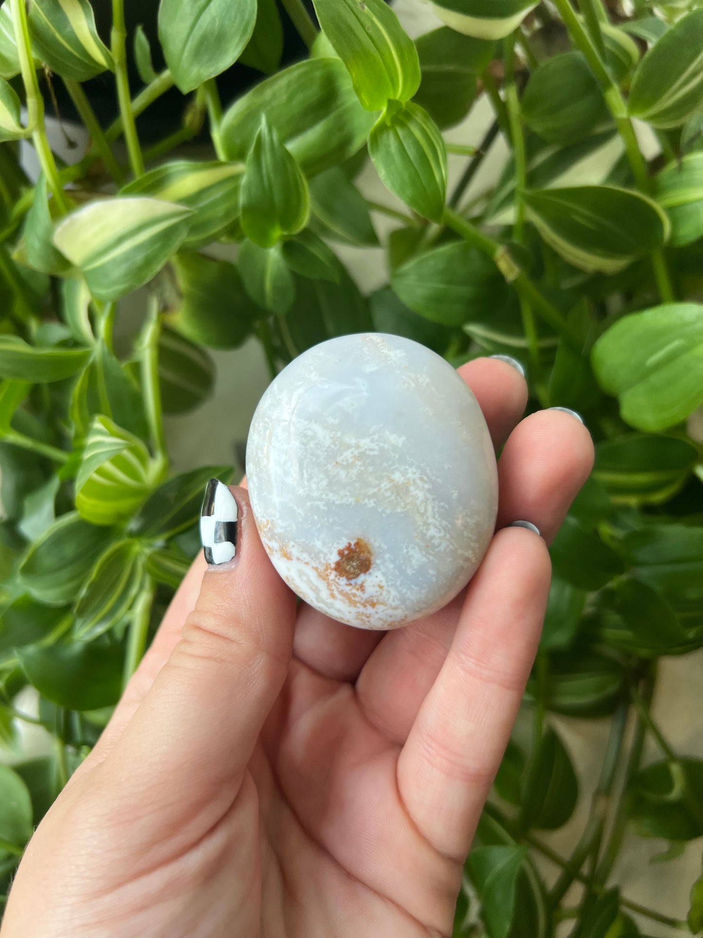 White Ocean Jasper Palm
