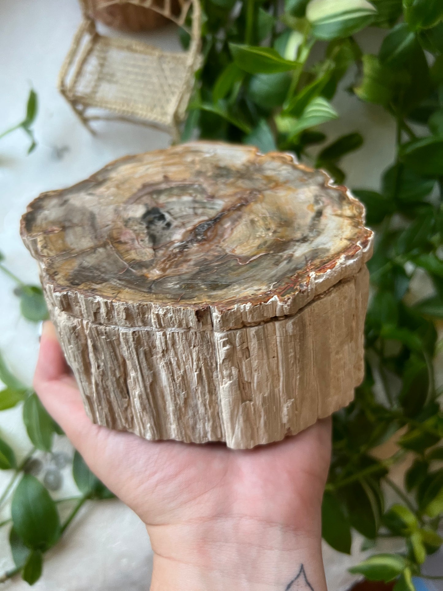 Petrified Wood XLarge