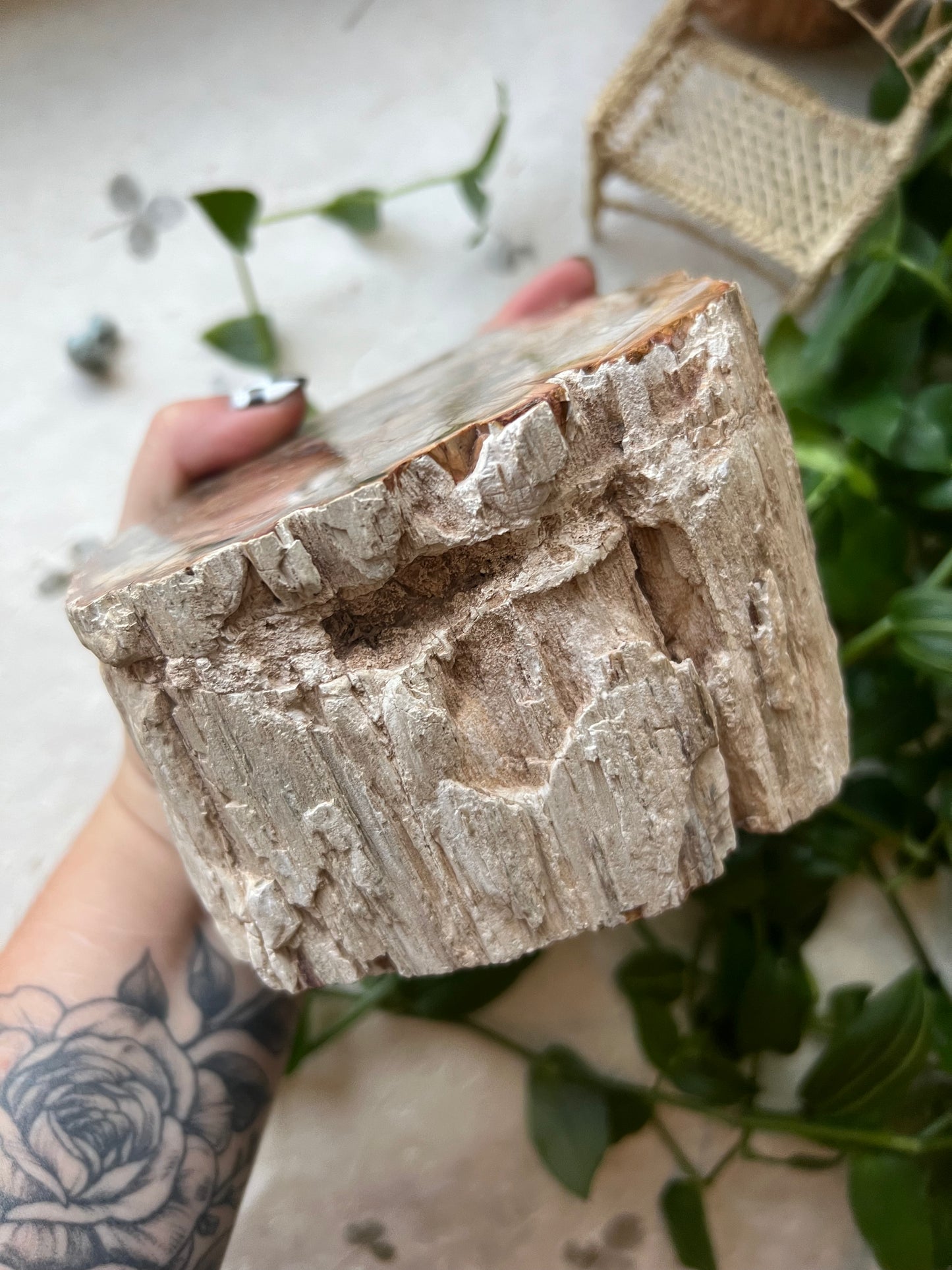 Petrified Wood XLarge