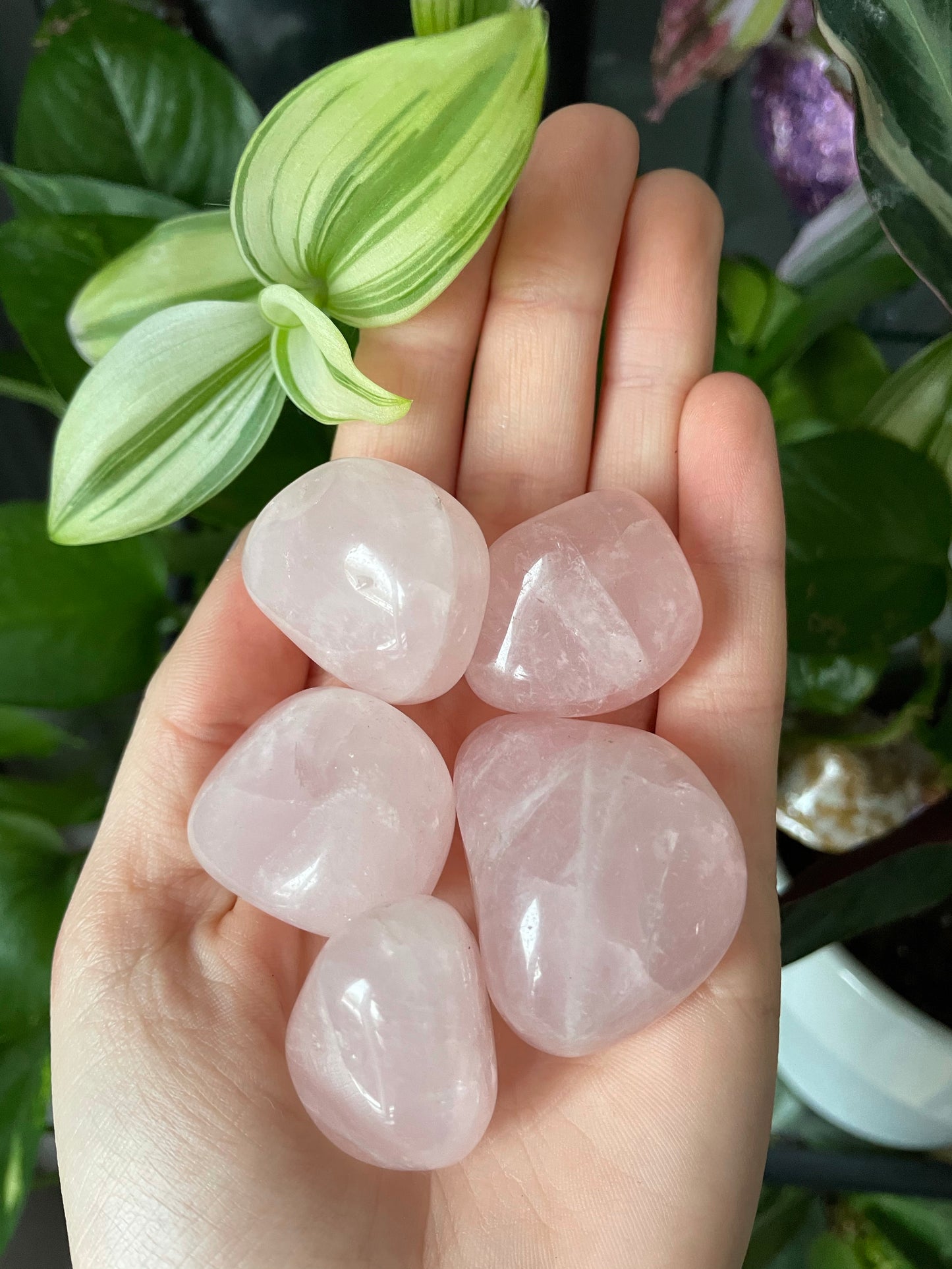Rose Quartz Tumbled