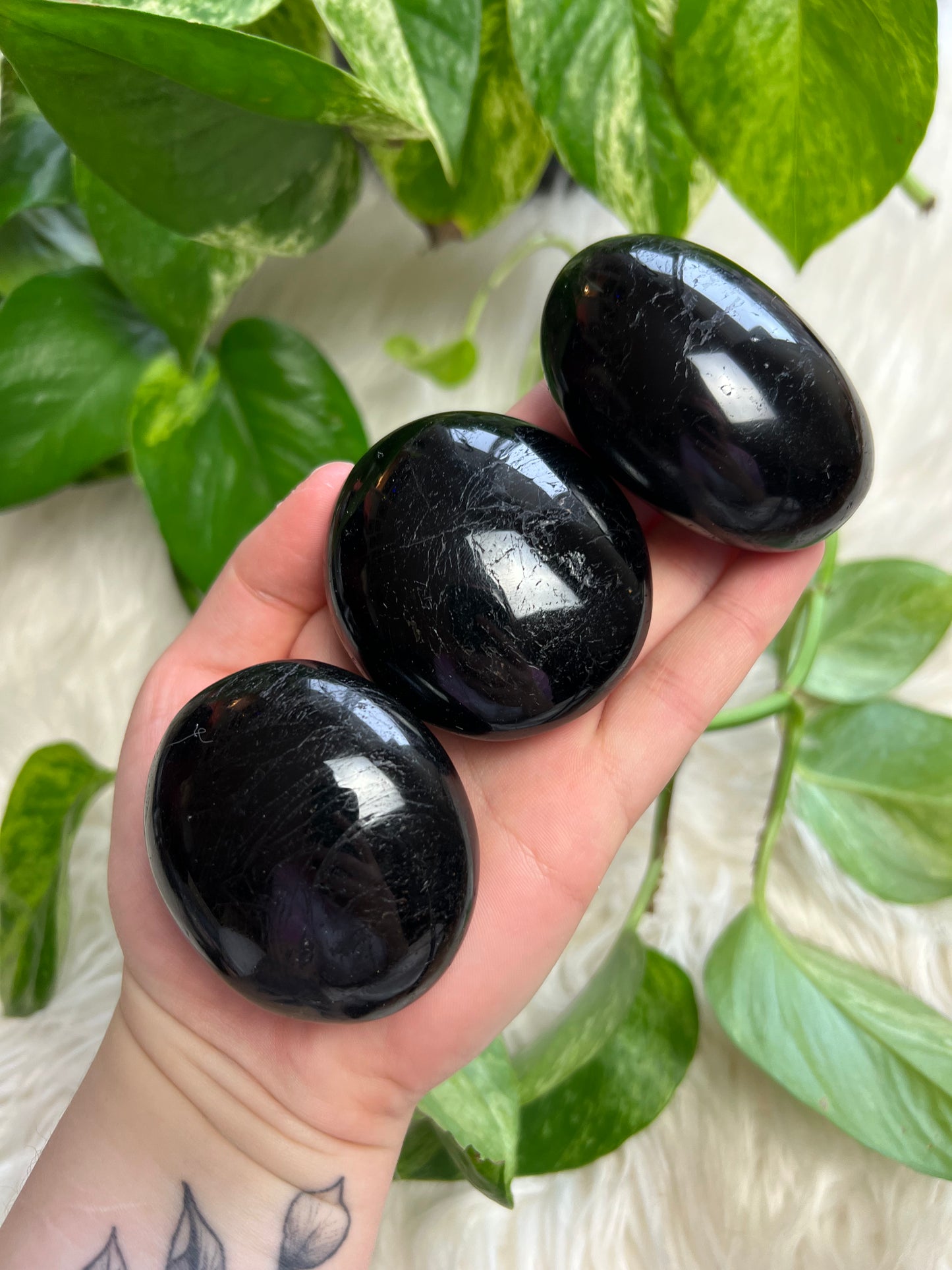Palmier tourmaline noire