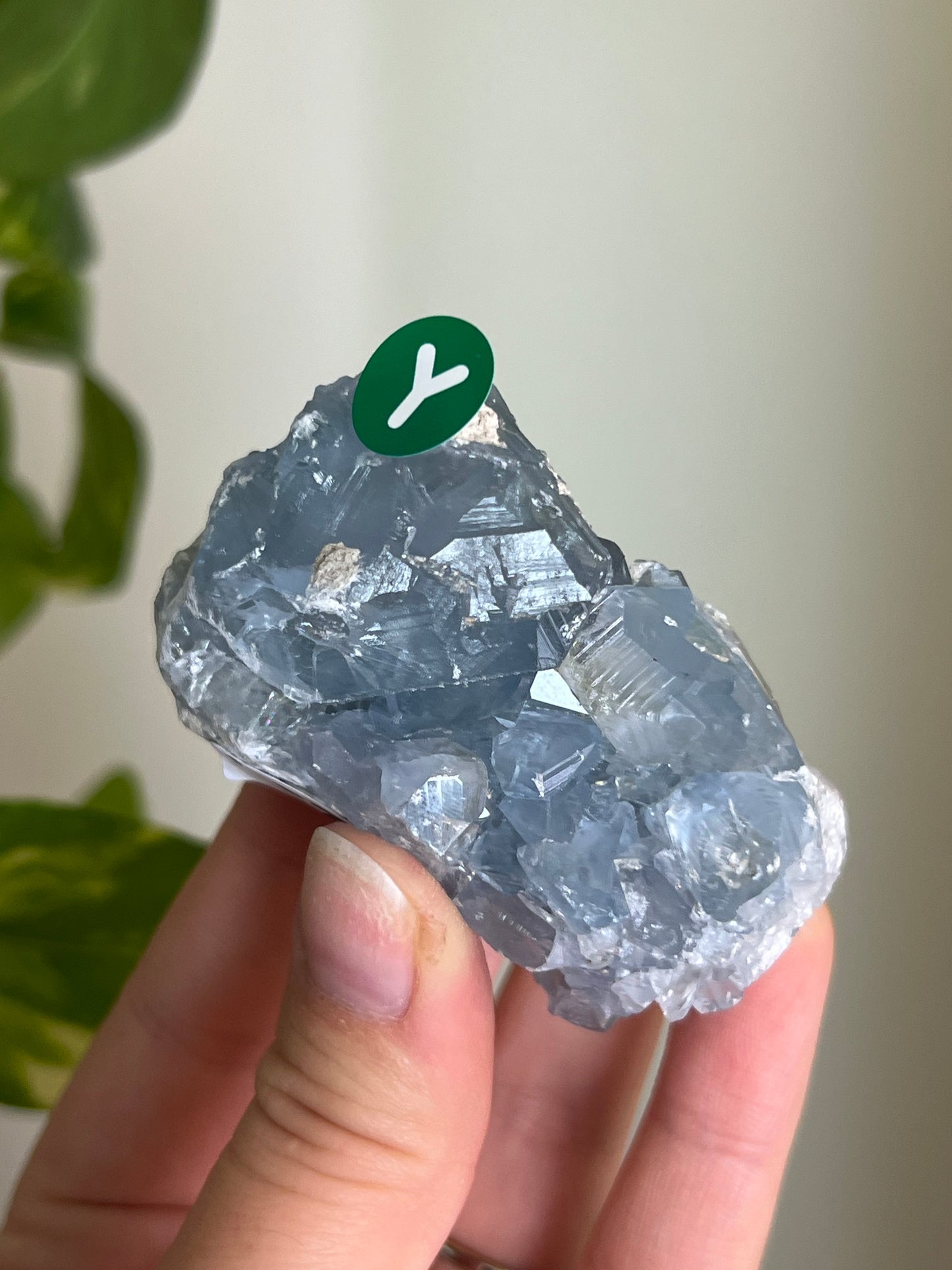 Celestite Cluster Small - Y