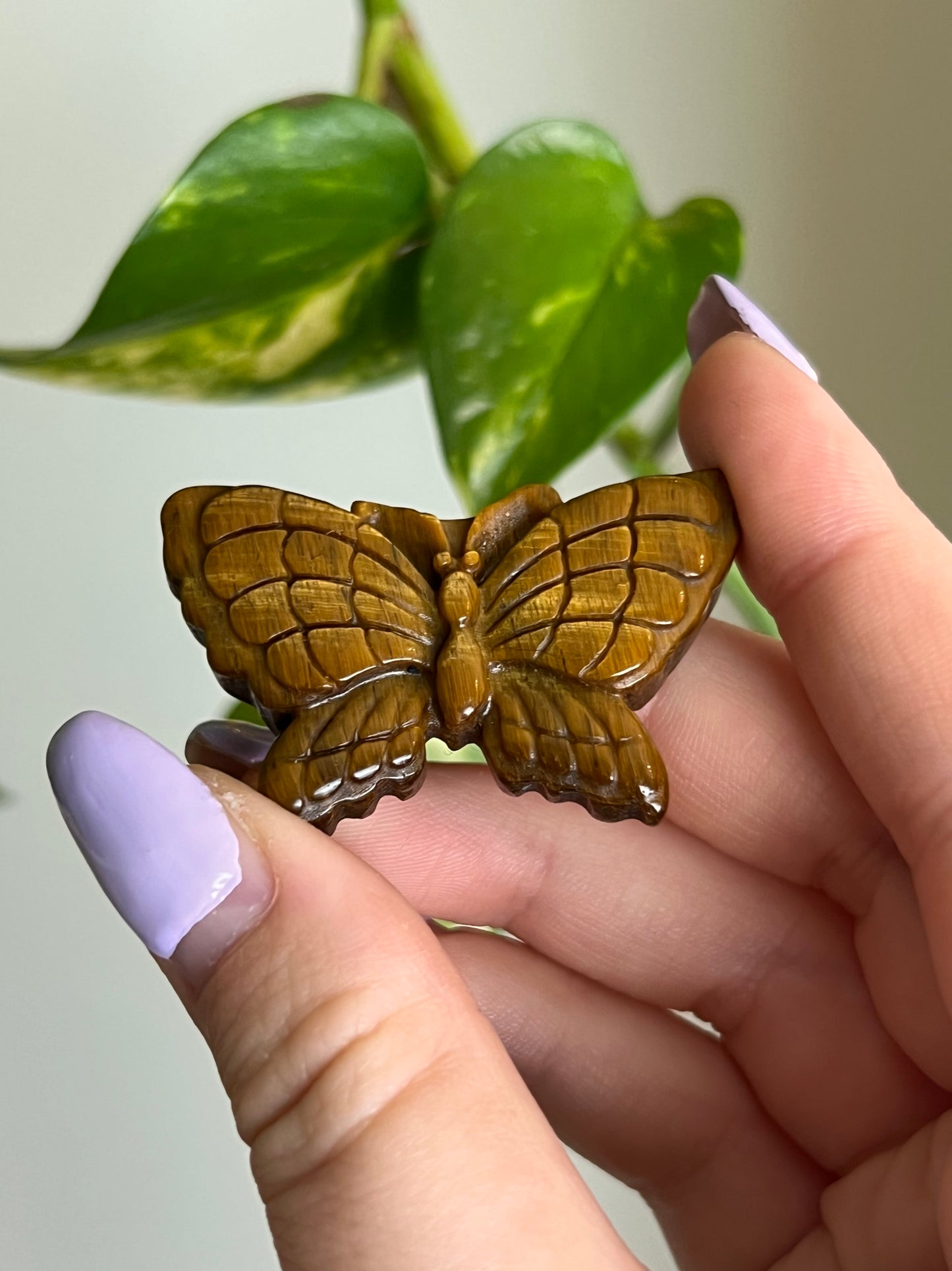 Tigers Eye Butterfly