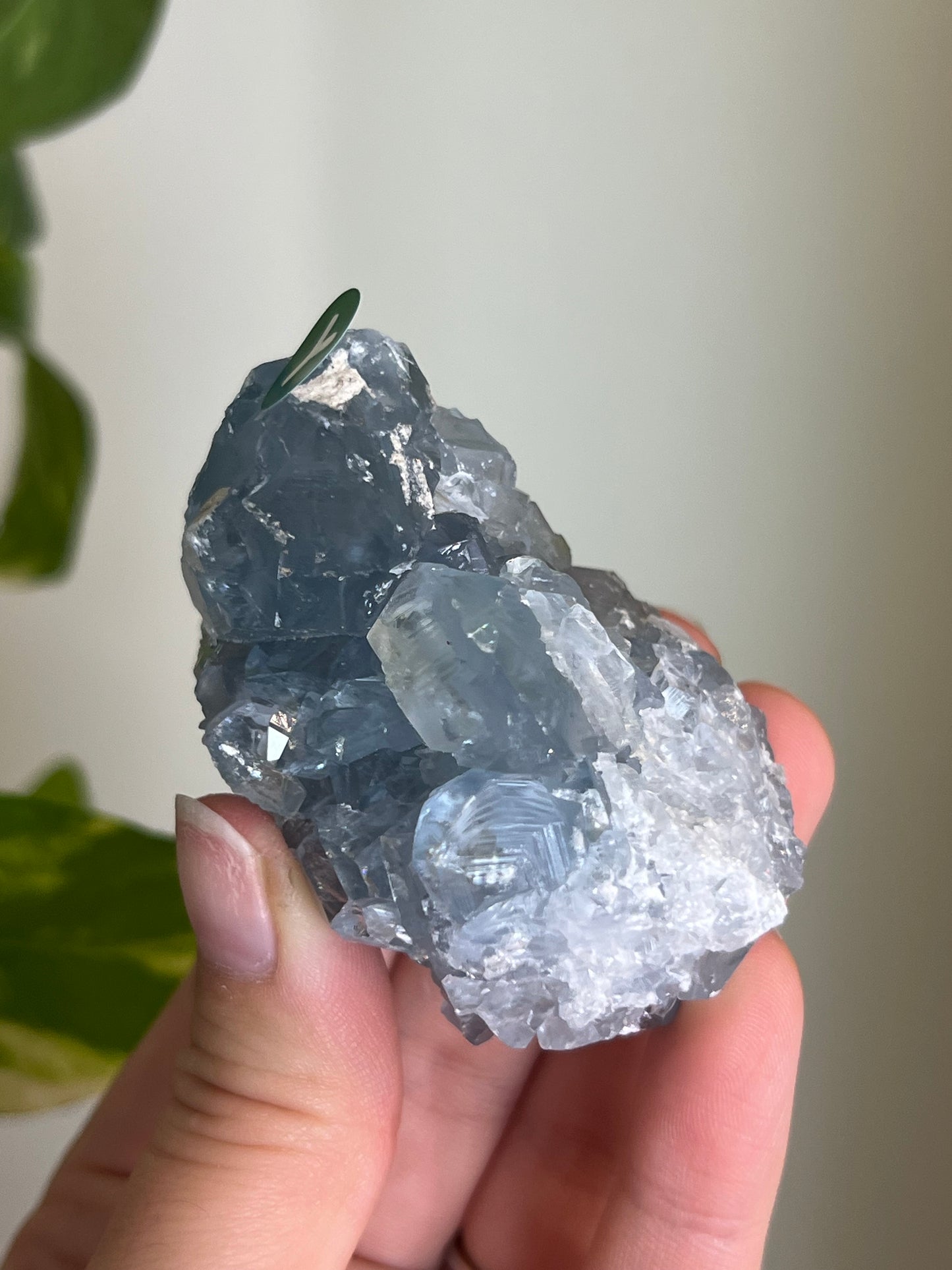 Celestite Cluster Small - Y
