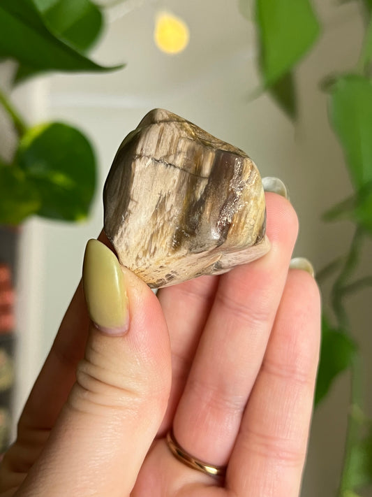 Petrified Wood Tumbled