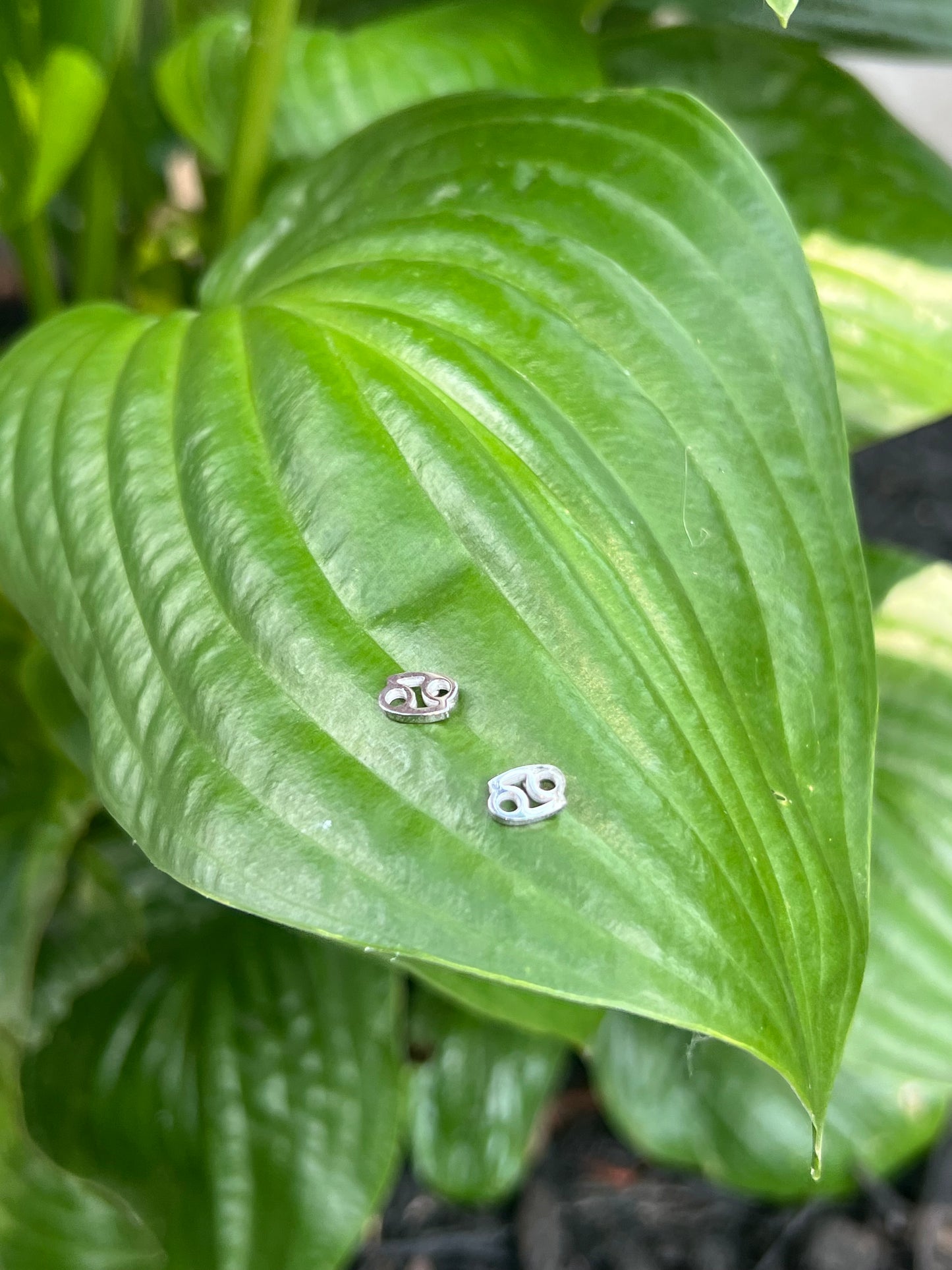 Cancer Silver Zodiac Sign Studs ♋️