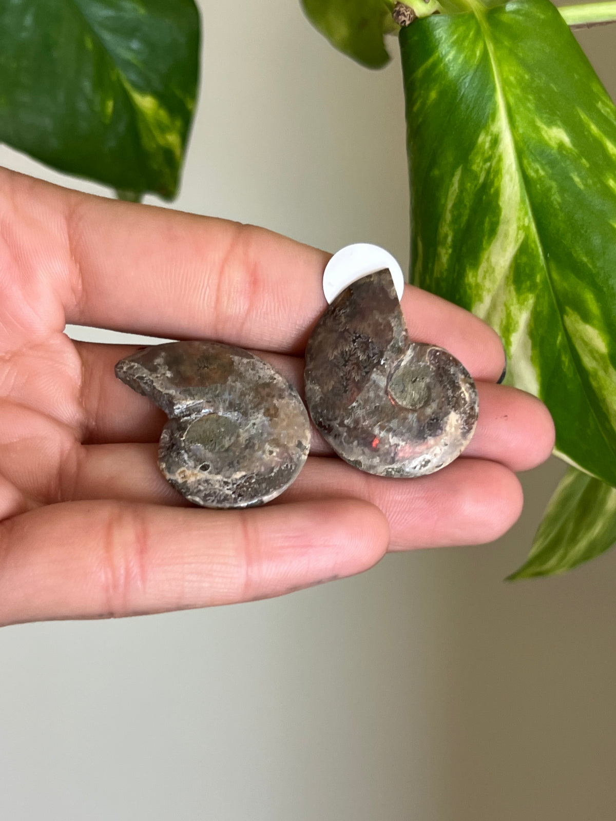 Ammonite Fossil Matching Set - 3