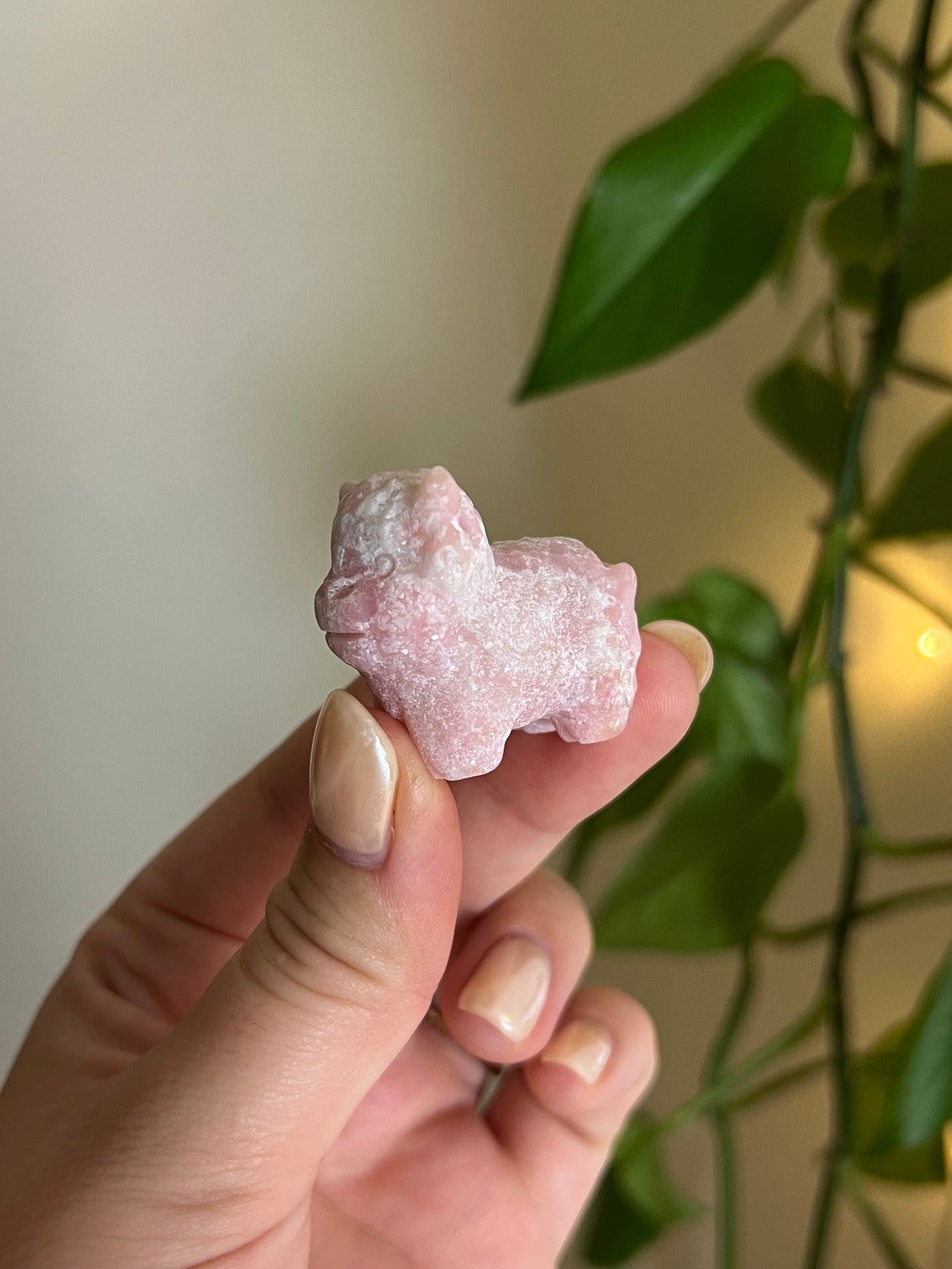 Pink Opal Highland Cow