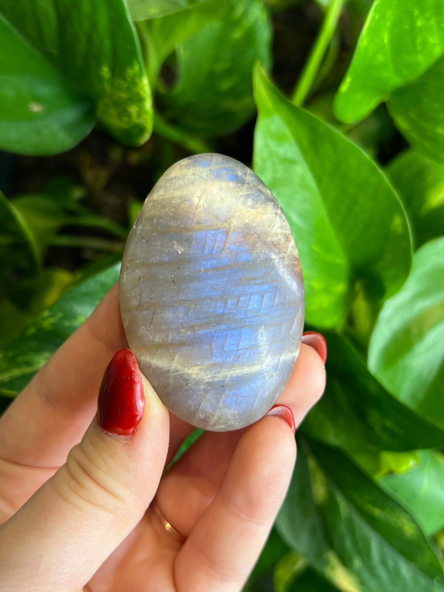 Flashy Moonstone Small Palm