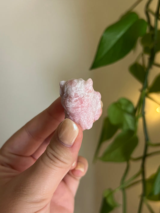 Pink Opal Highland Cow