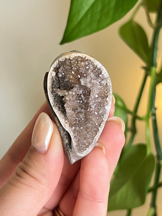 Fossilized Spiralite Quartz Shell - Large