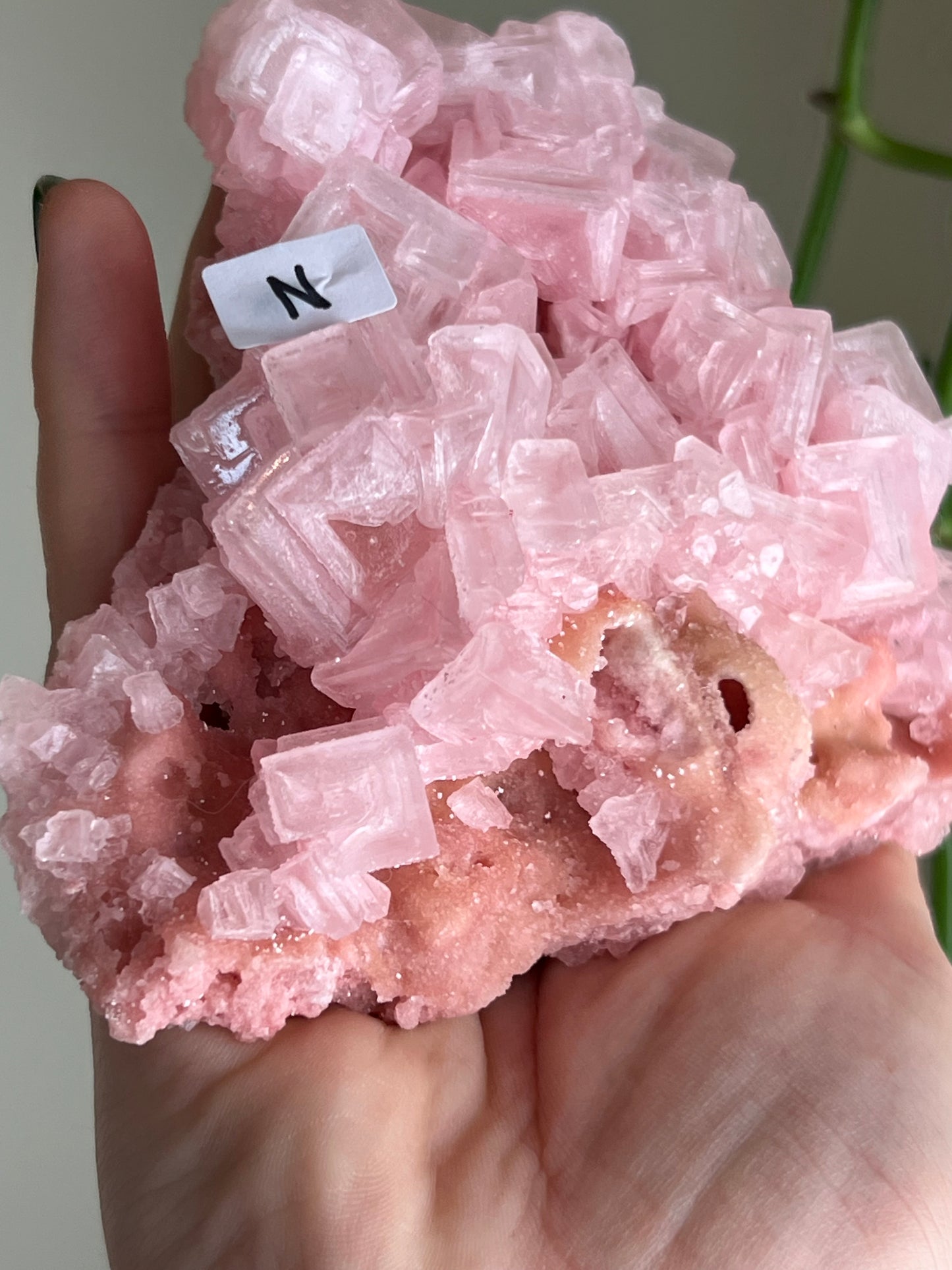 Pink Halite Specimen - XLarge - N