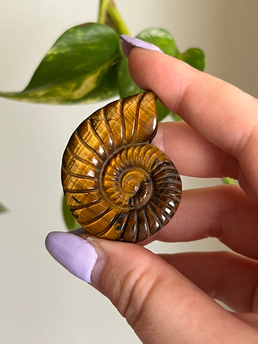 Tigers Eye Ammonite Carving