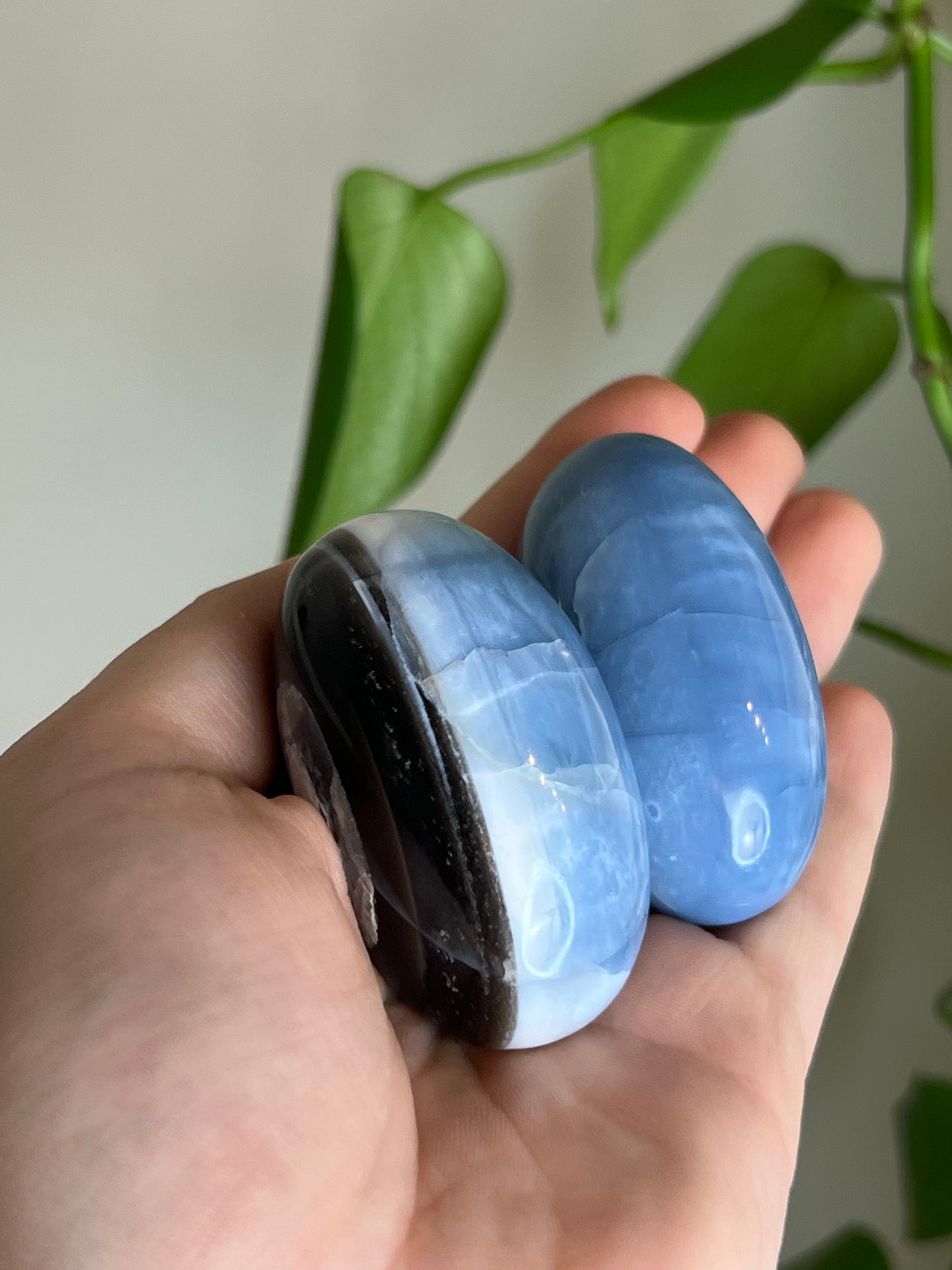 Blue Opal Shivas