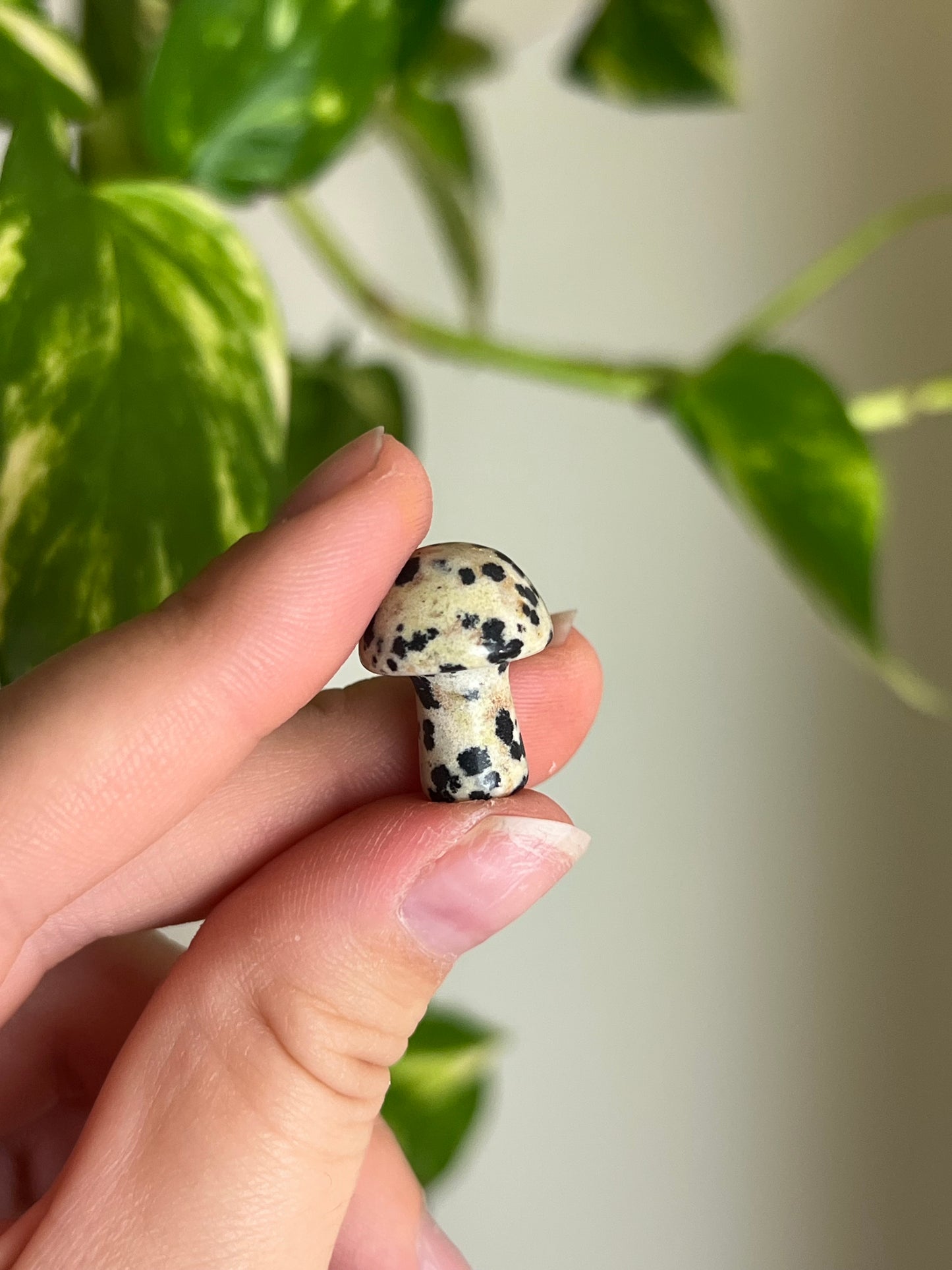 Dalmatian Jasper Mini Mushie