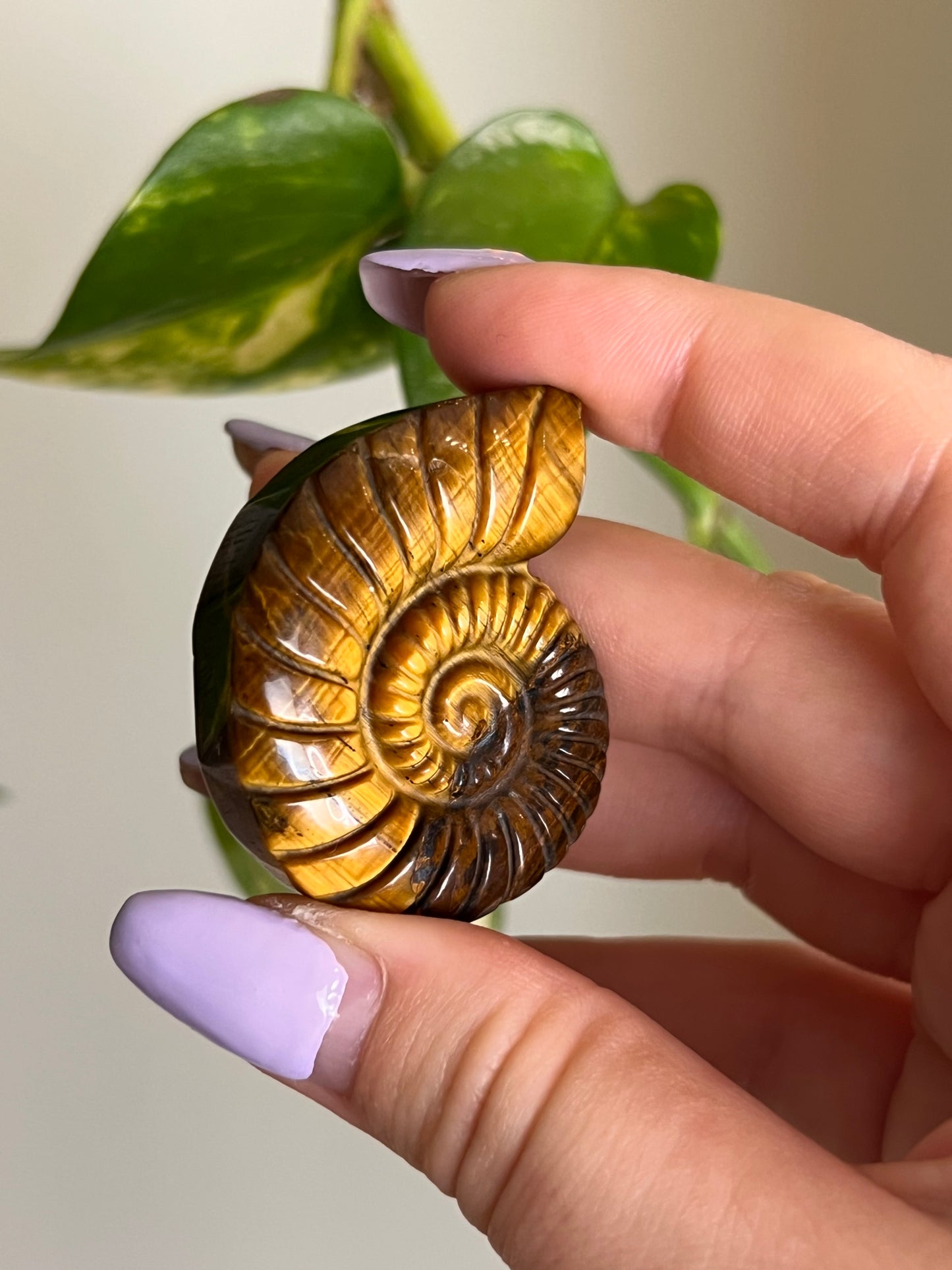 Tigers Eye Ammonite Carving