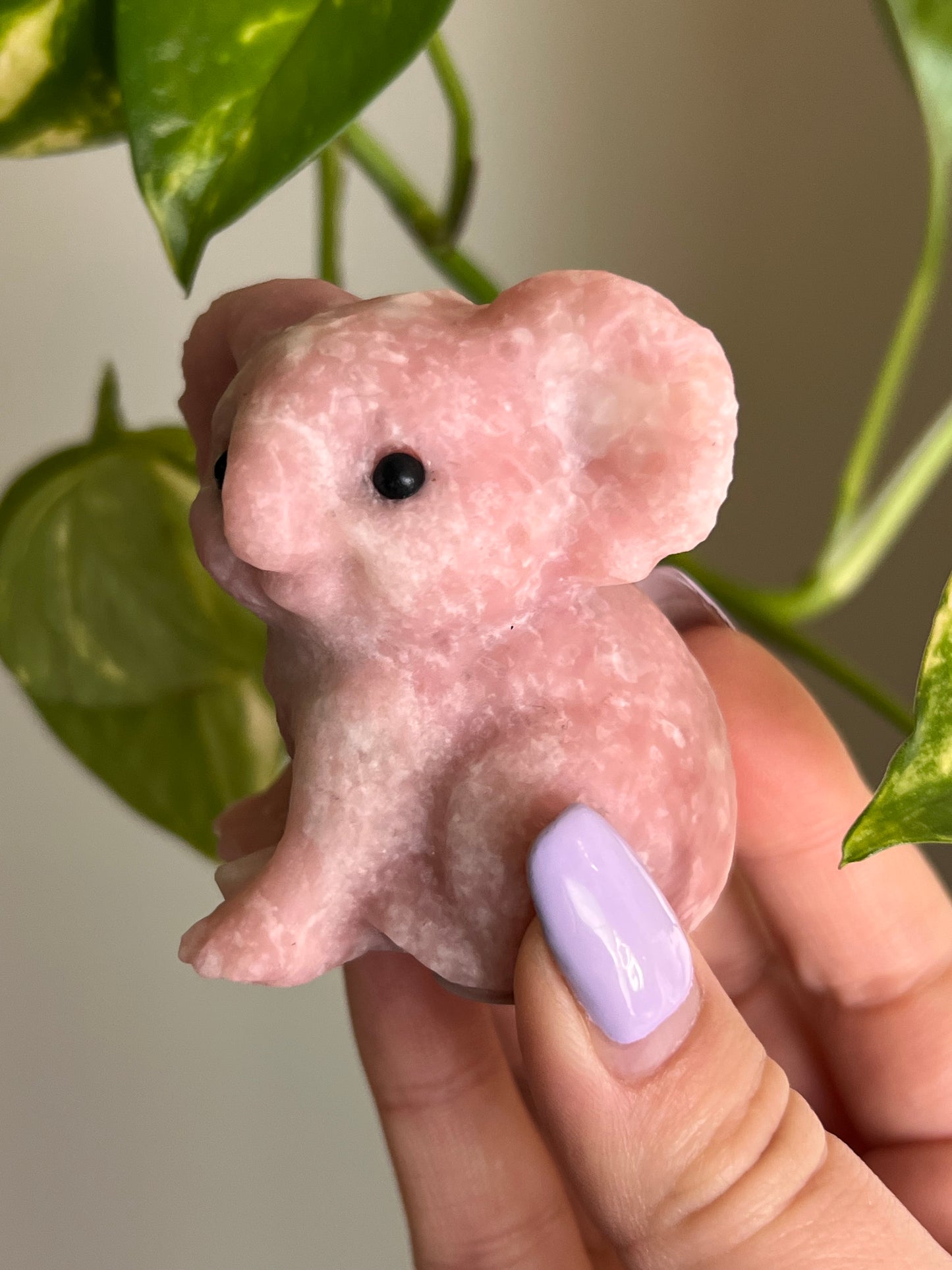 Pink Opal Koala - 2