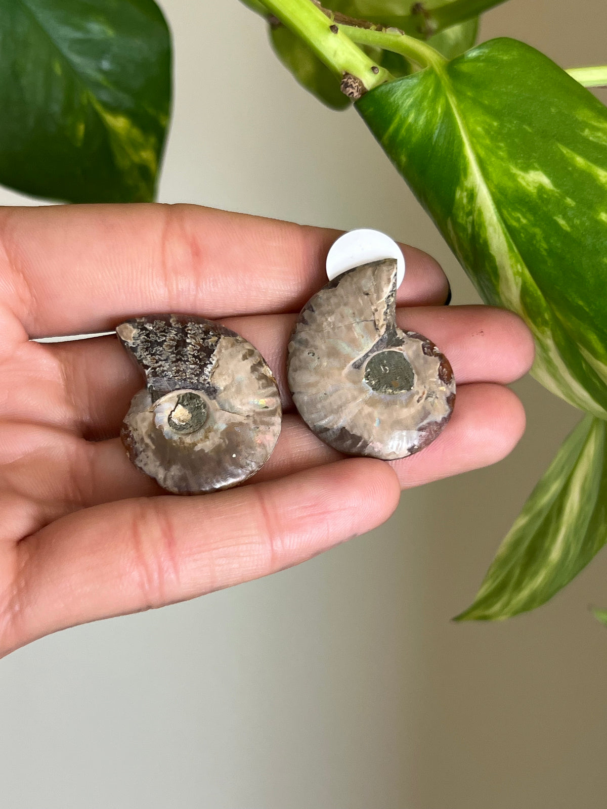 Ammonite Fossil Matching Set - 1
