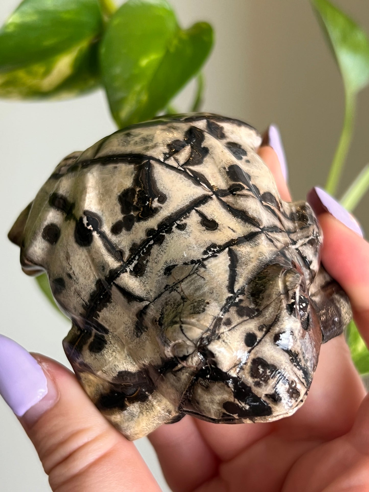 Picture Jasper Large Toad