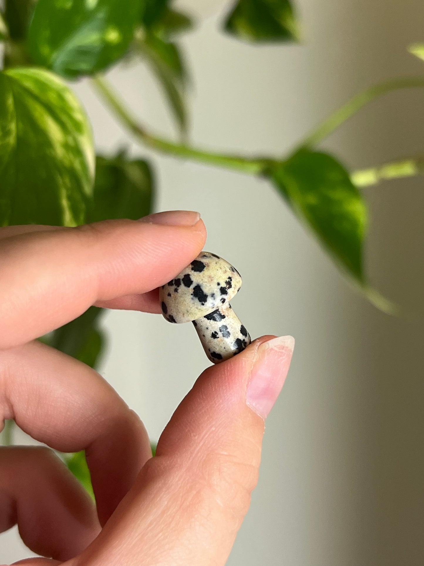 Dalmatian Jasper Mini Mushie