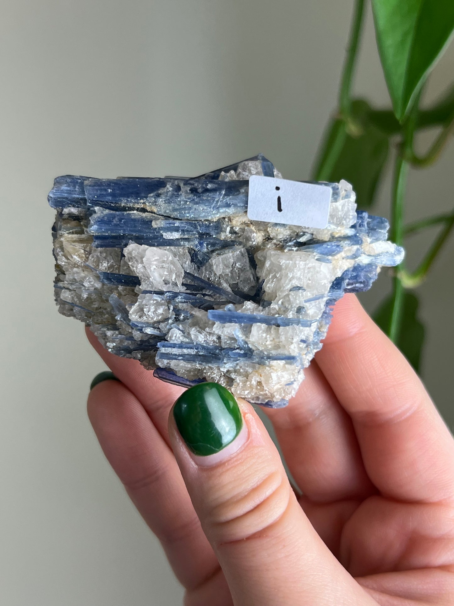 Blue Kyanite in Quartz i