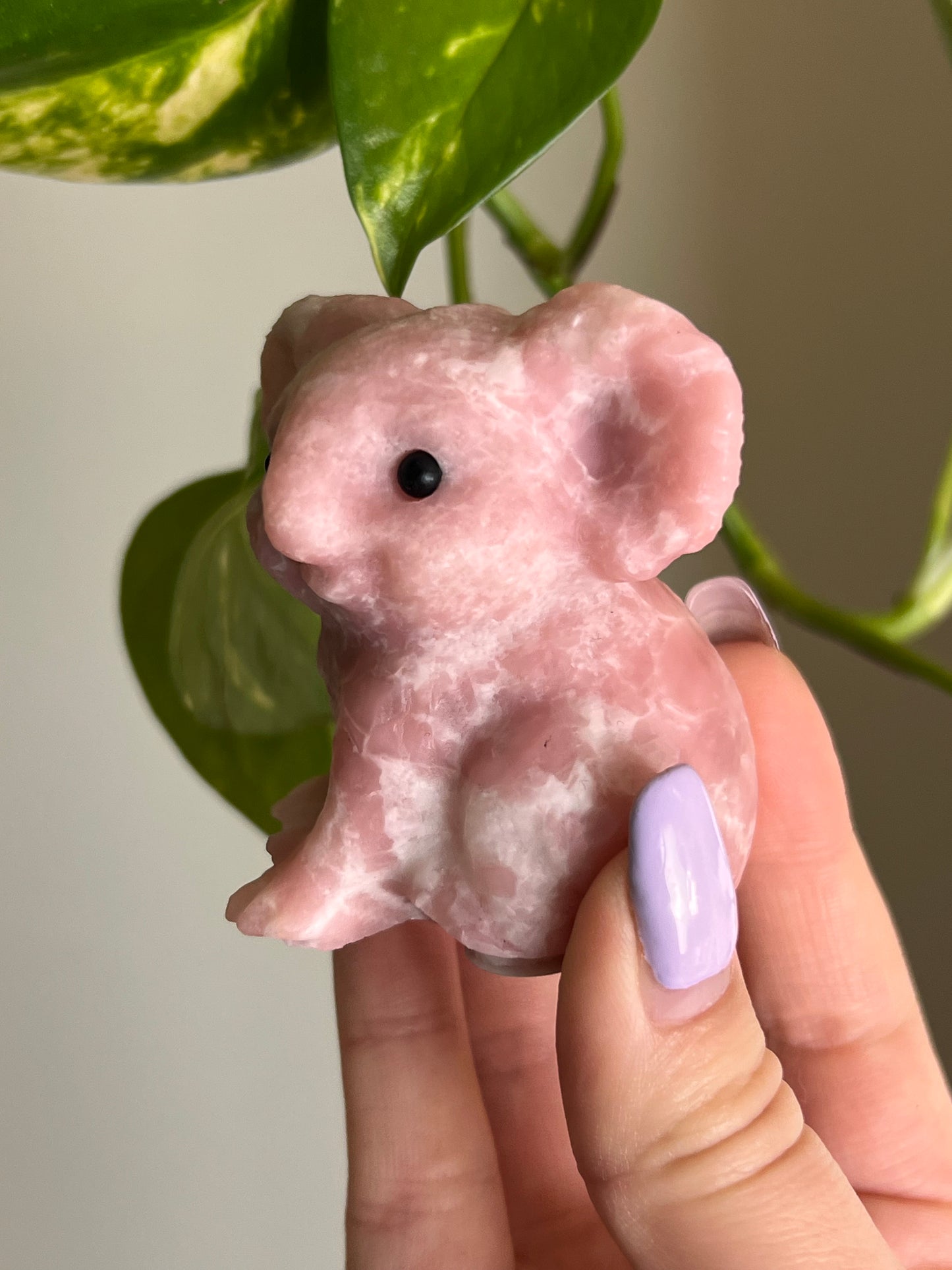 Pink Opal Koala - 1