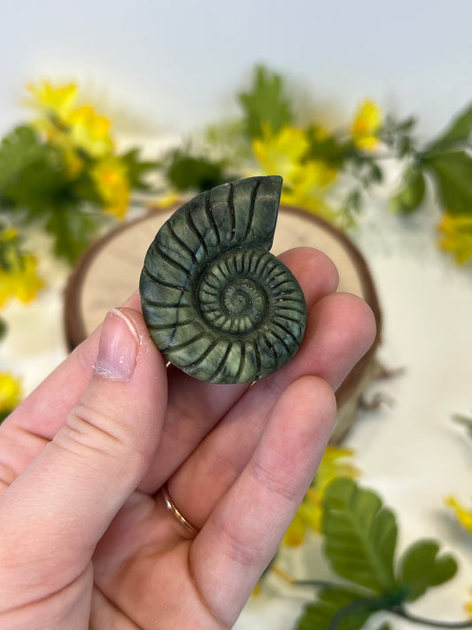 Jade "Ammonite"