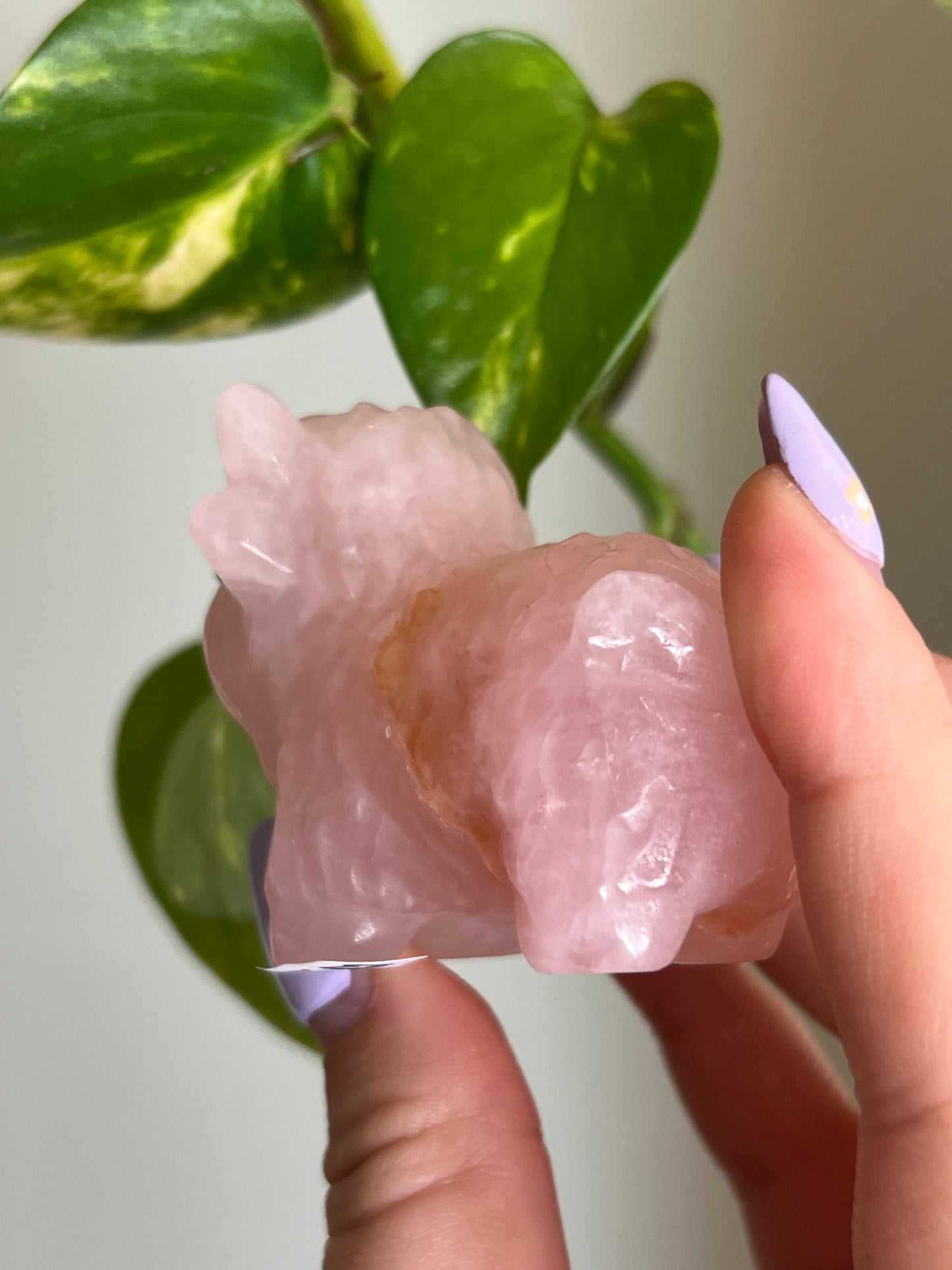 Rose Quartz Highland Cow