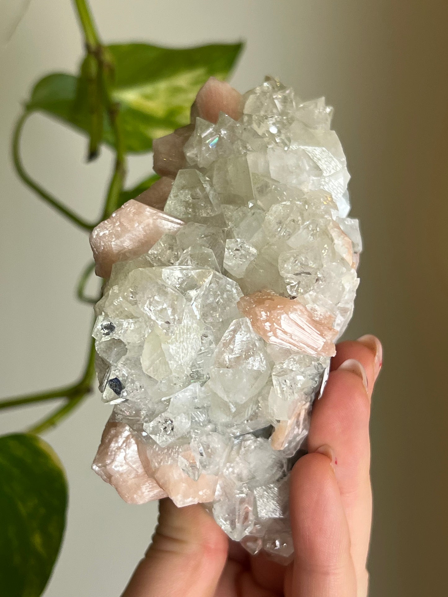 AAA Quality Apophyllite x Stilbite Cluster